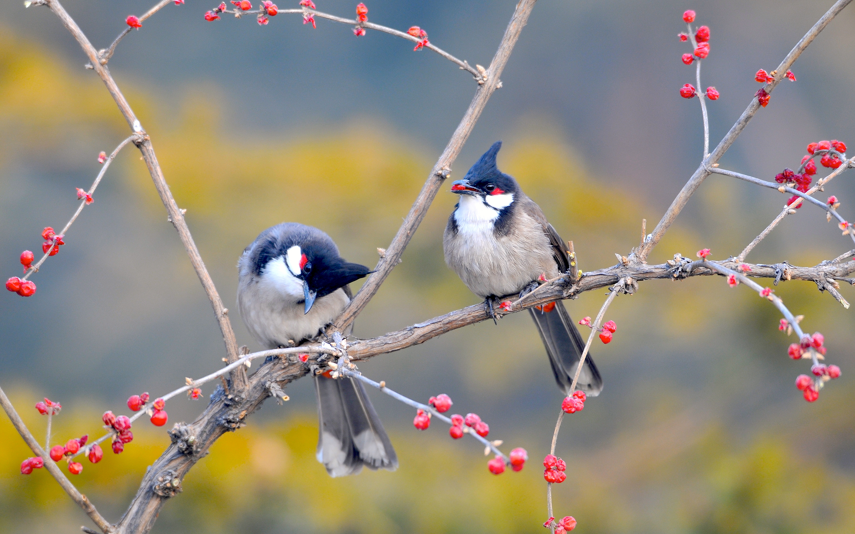 Téléchargez des papiers peints mobile Animaux, Oiseau gratuitement.