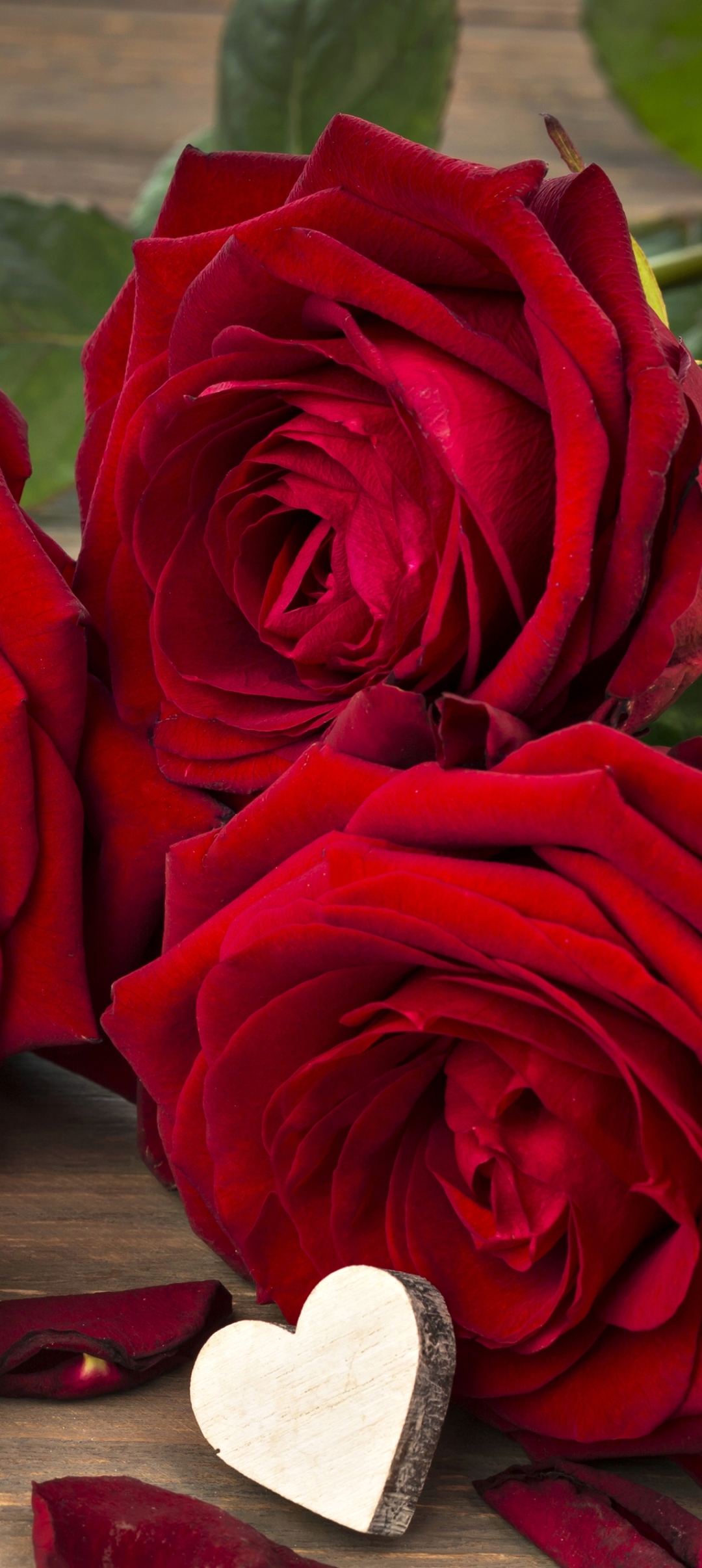 Скачать картинку Любовь, Цветок, Роза, Красная Роза, Красный Цветок, Земля/природа, Романтический, Флауэрсы в телефон бесплатно.