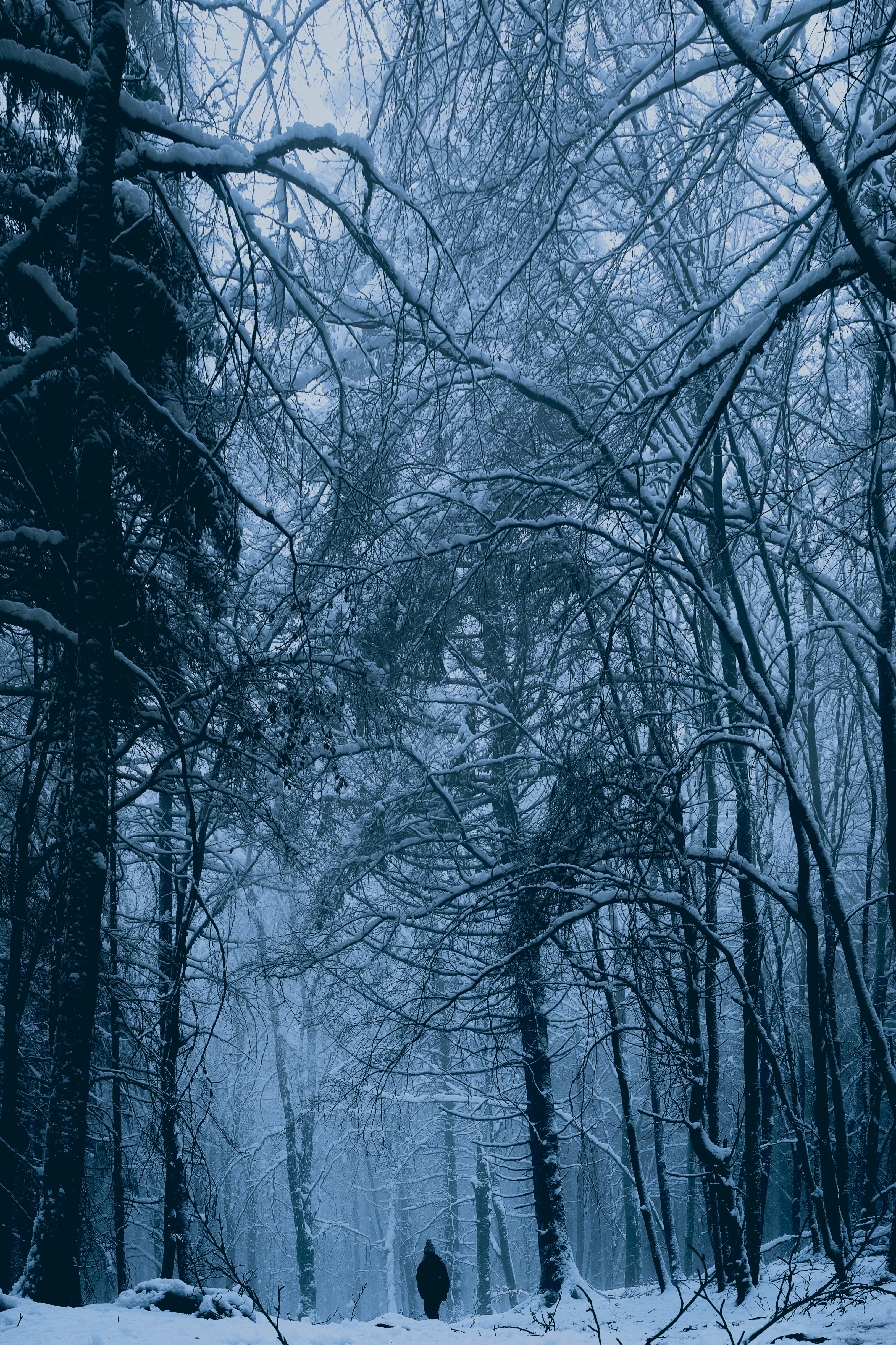 winter, loneliness, snow, miscellanea, miscellaneous, forest, human, person wallpapers for tablet