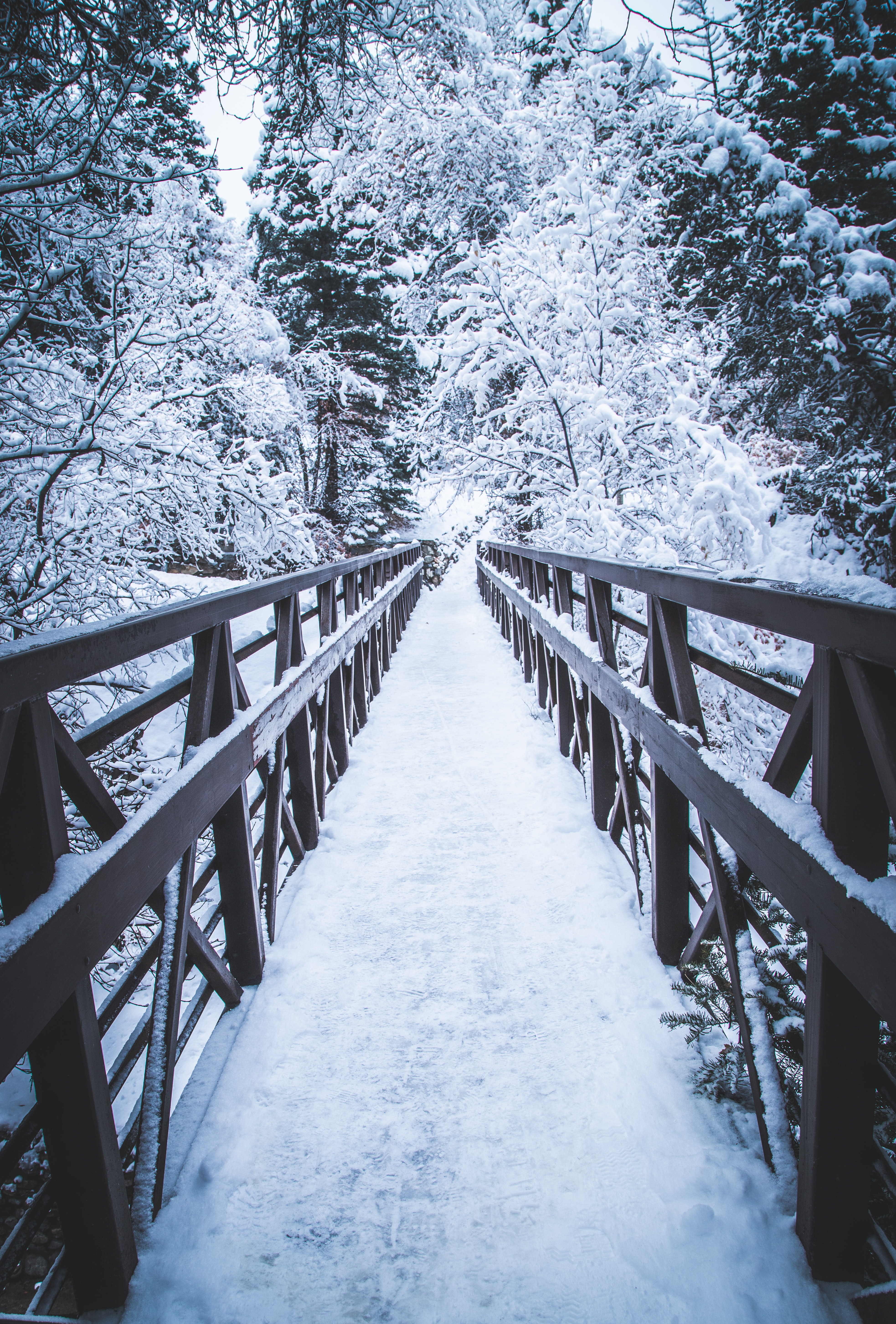 snow, winter, nature, trees, bridge Image for desktop