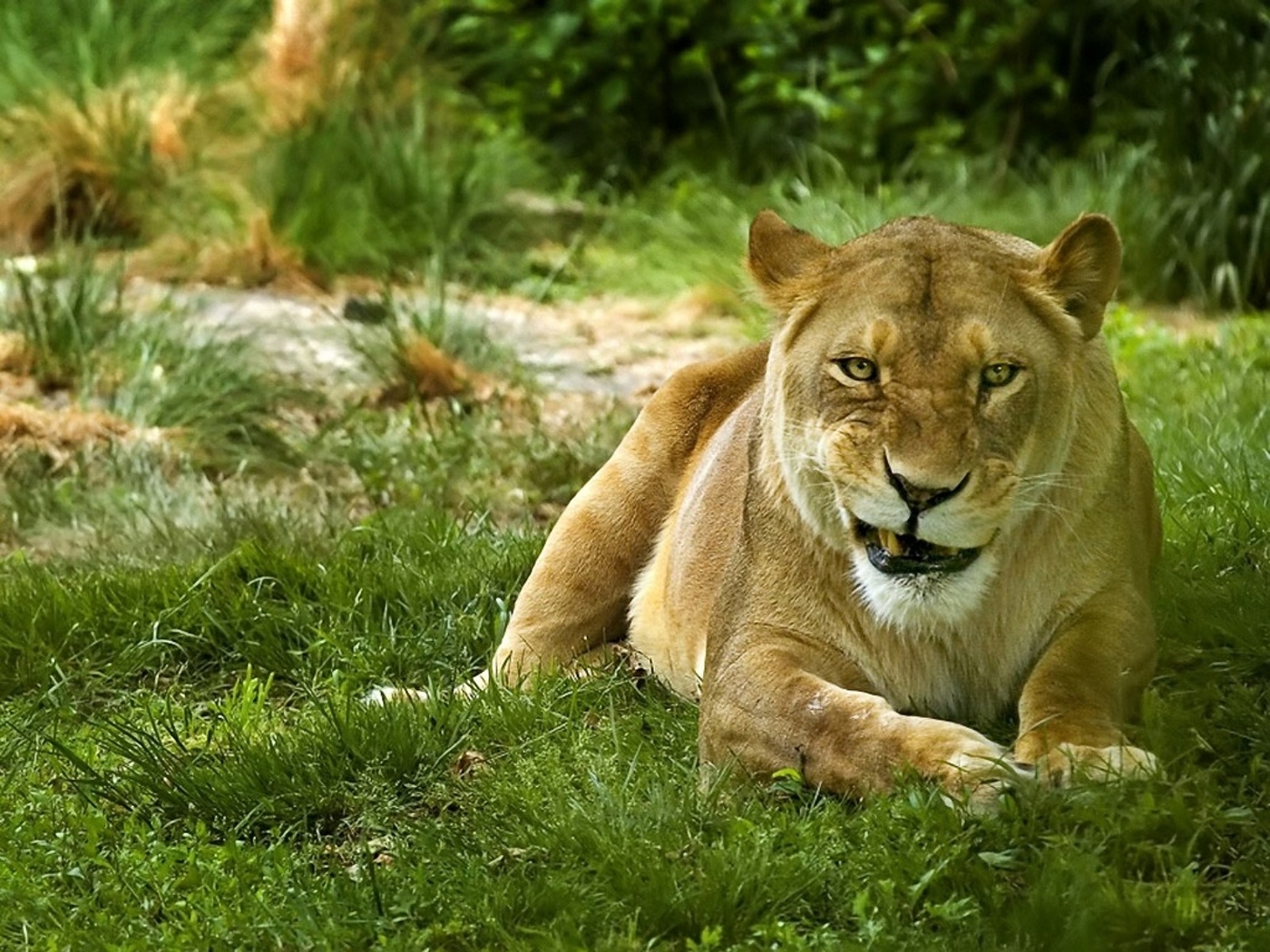 Download background lions, animals