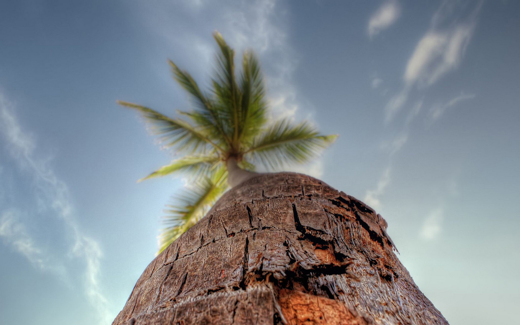 Baixe gratuitamente a imagem Palmeira, Terra/natureza na área de trabalho do seu PC