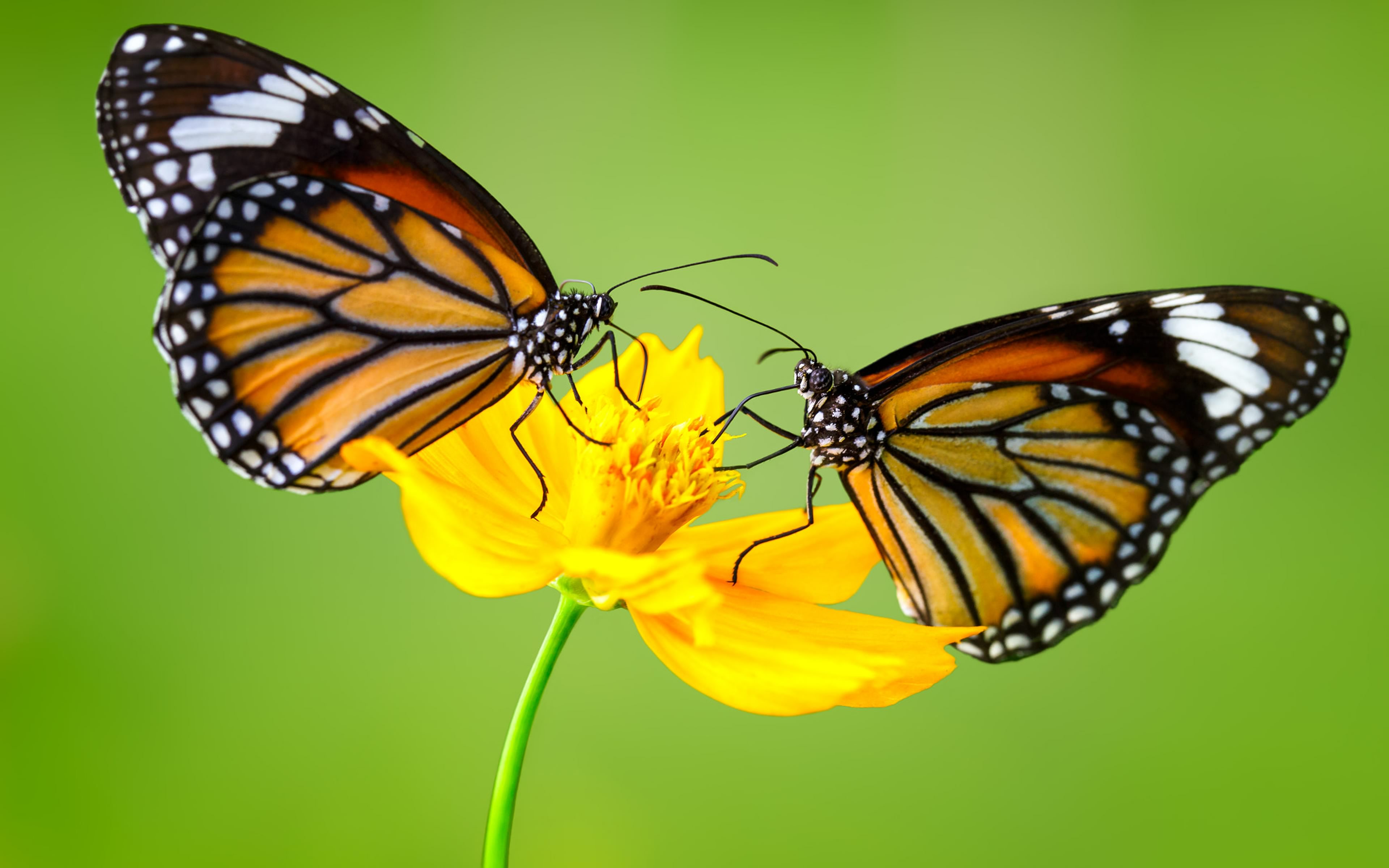 Download mobile wallpaper Flower, Butterfly, Animal, Yellow Flower for free.