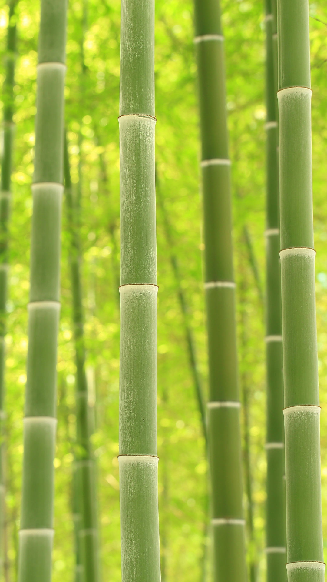 Download mobile wallpaper Earth, Bamboo for free.