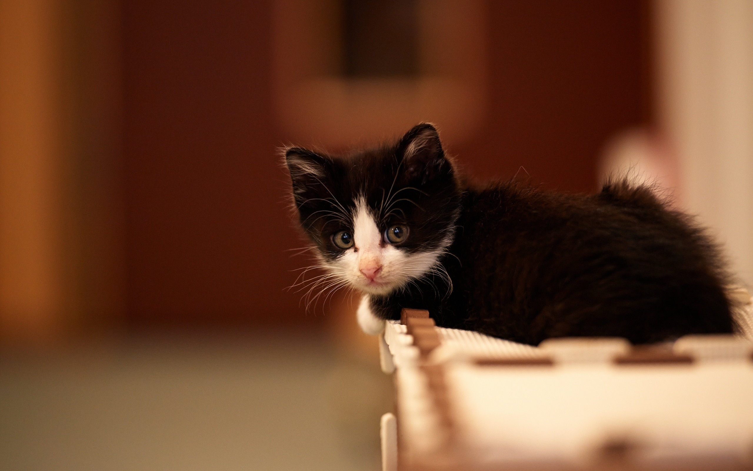 無料モバイル壁紙動物, ネコ, 猫をダウンロードします。