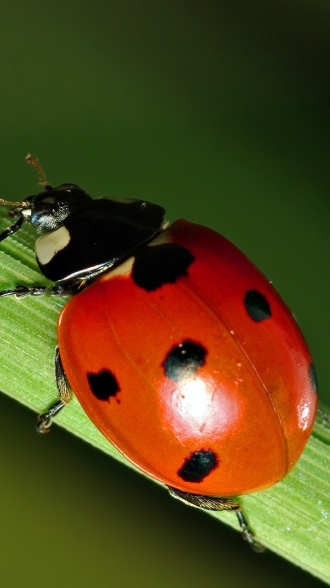 Download mobile wallpaper Plant, Macro, Close Up, Insect, Animal, Ladybug, Bug, Beetle for free.