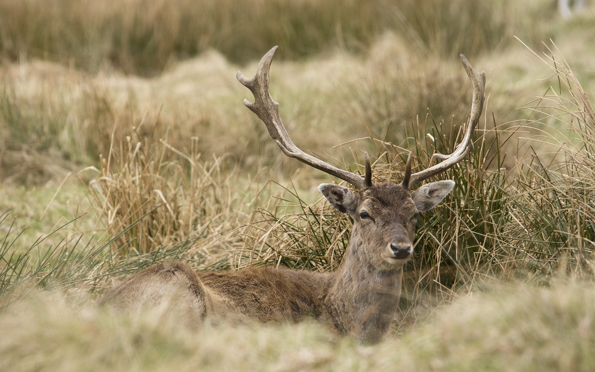 Free download wallpaper Animal, Deer on your PC desktop