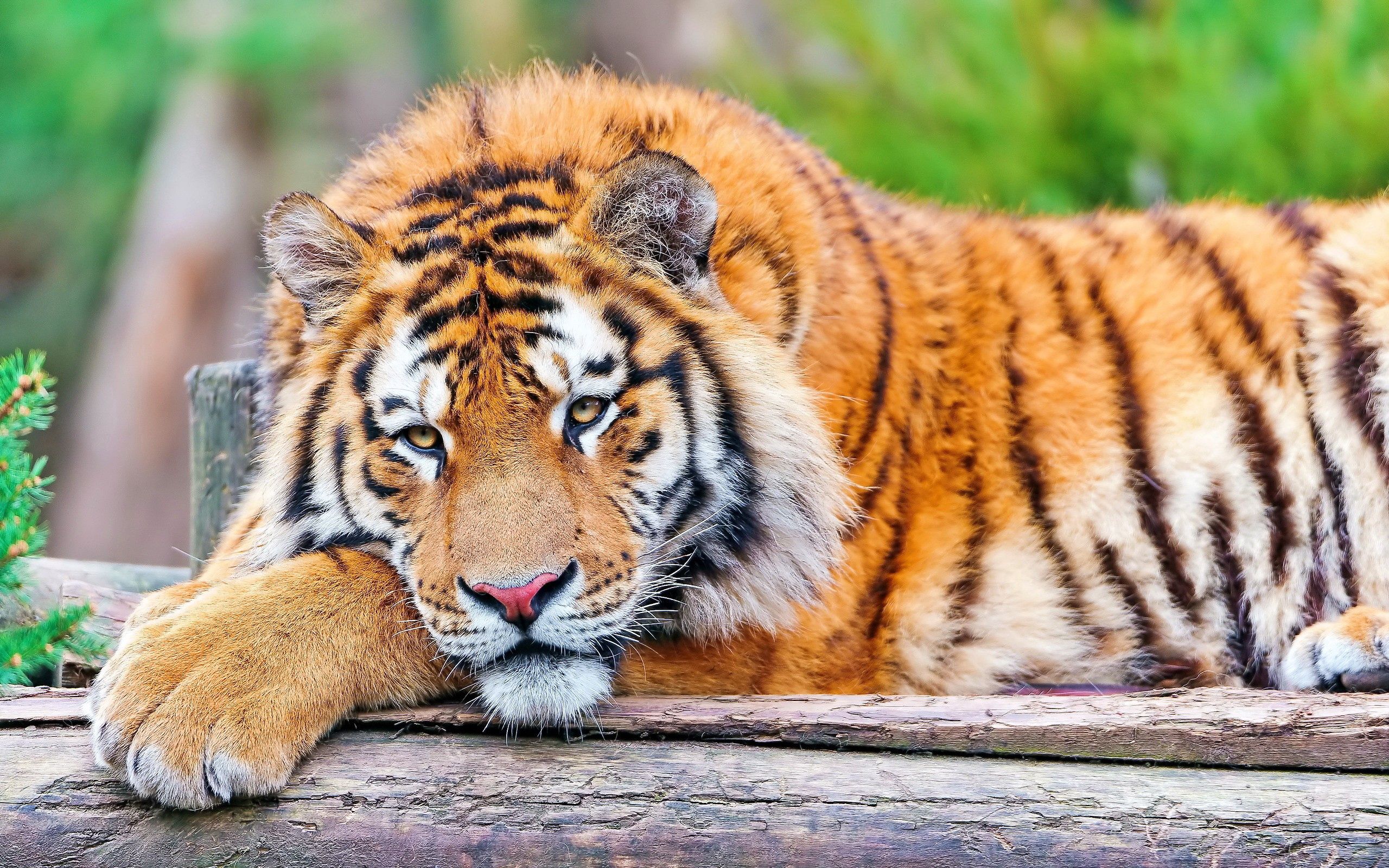 Download mobile wallpaper Grass, To Lie Down, Lie, Animals, Predator, Big Cat, Tiger for free.