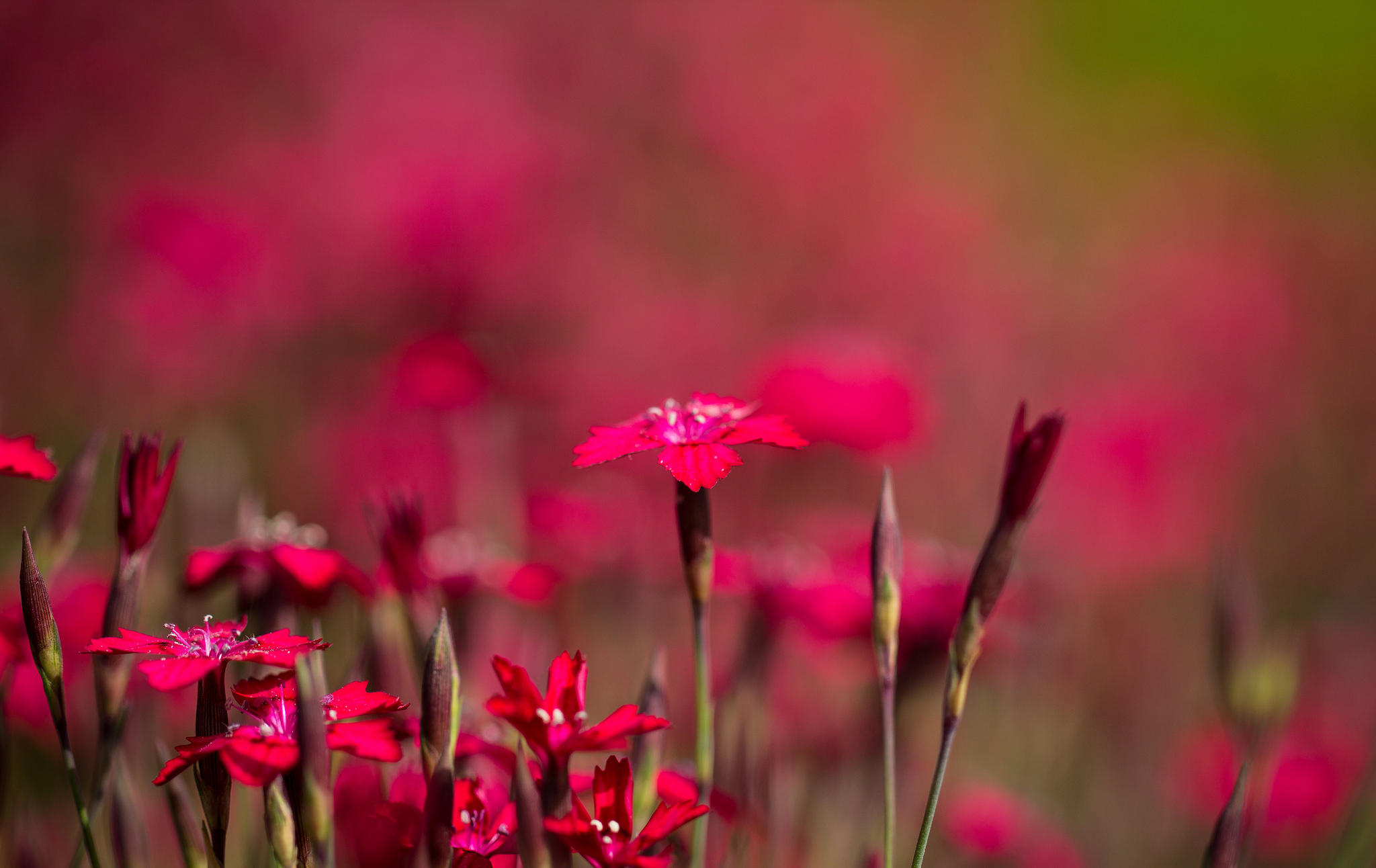 Laden Sie das Natur, Blumen, Blume, Bokeh, Nelke, Erde/natur, Pinke Blume, Wildblume-Bild kostenlos auf Ihren PC-Desktop herunter