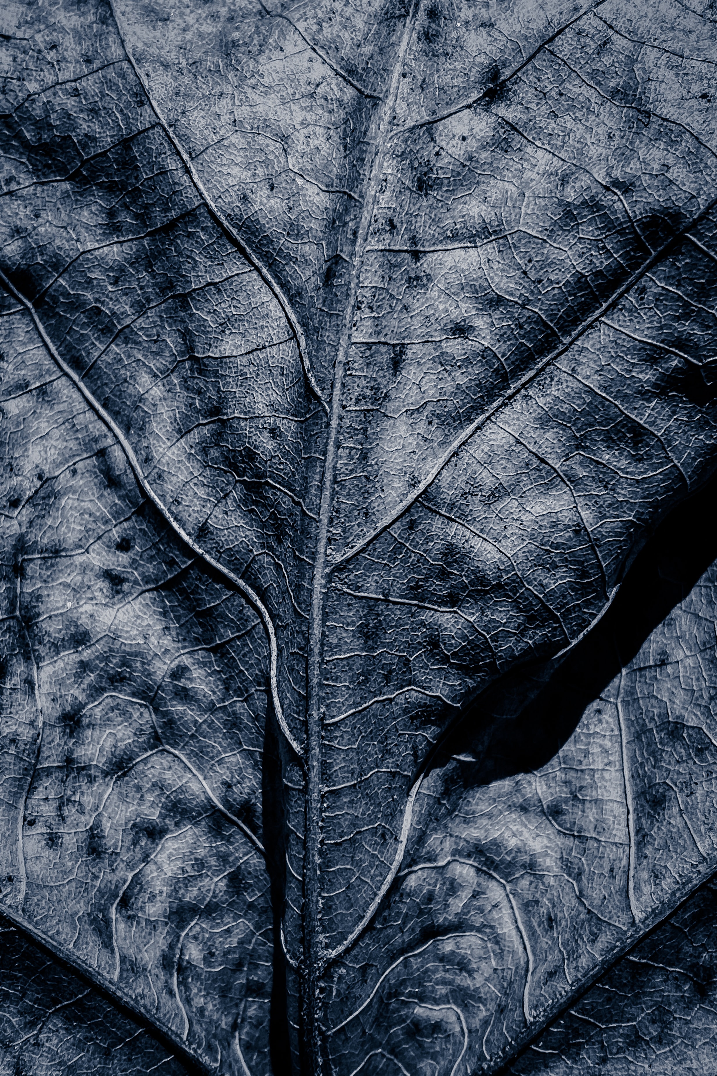 sheet, macro, leaf, grey, dry, veins