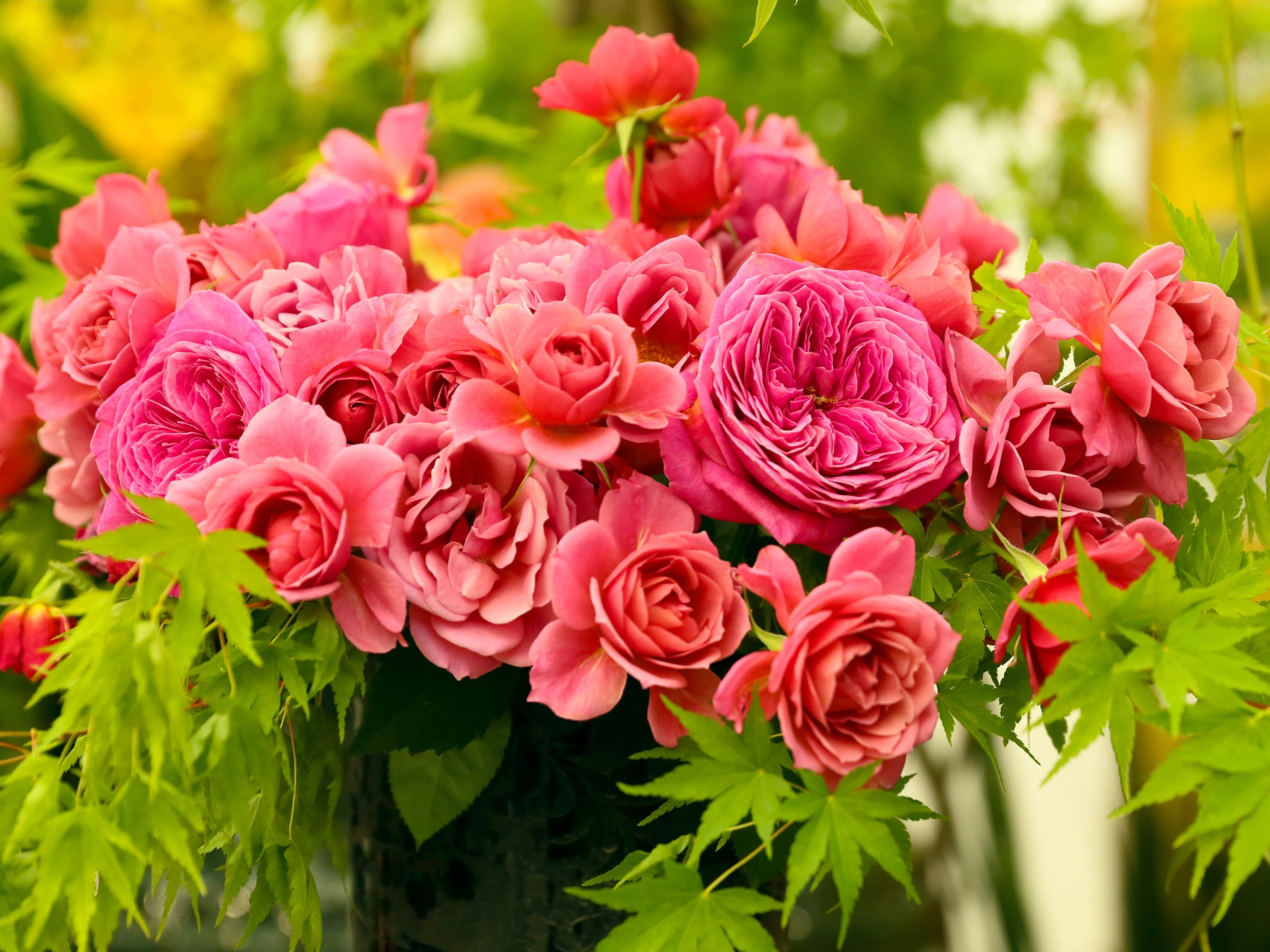 Скачать обои бесплатно Розовый, Цветы, Бутоны, Букет, Розы картинка на рабочий стол ПК