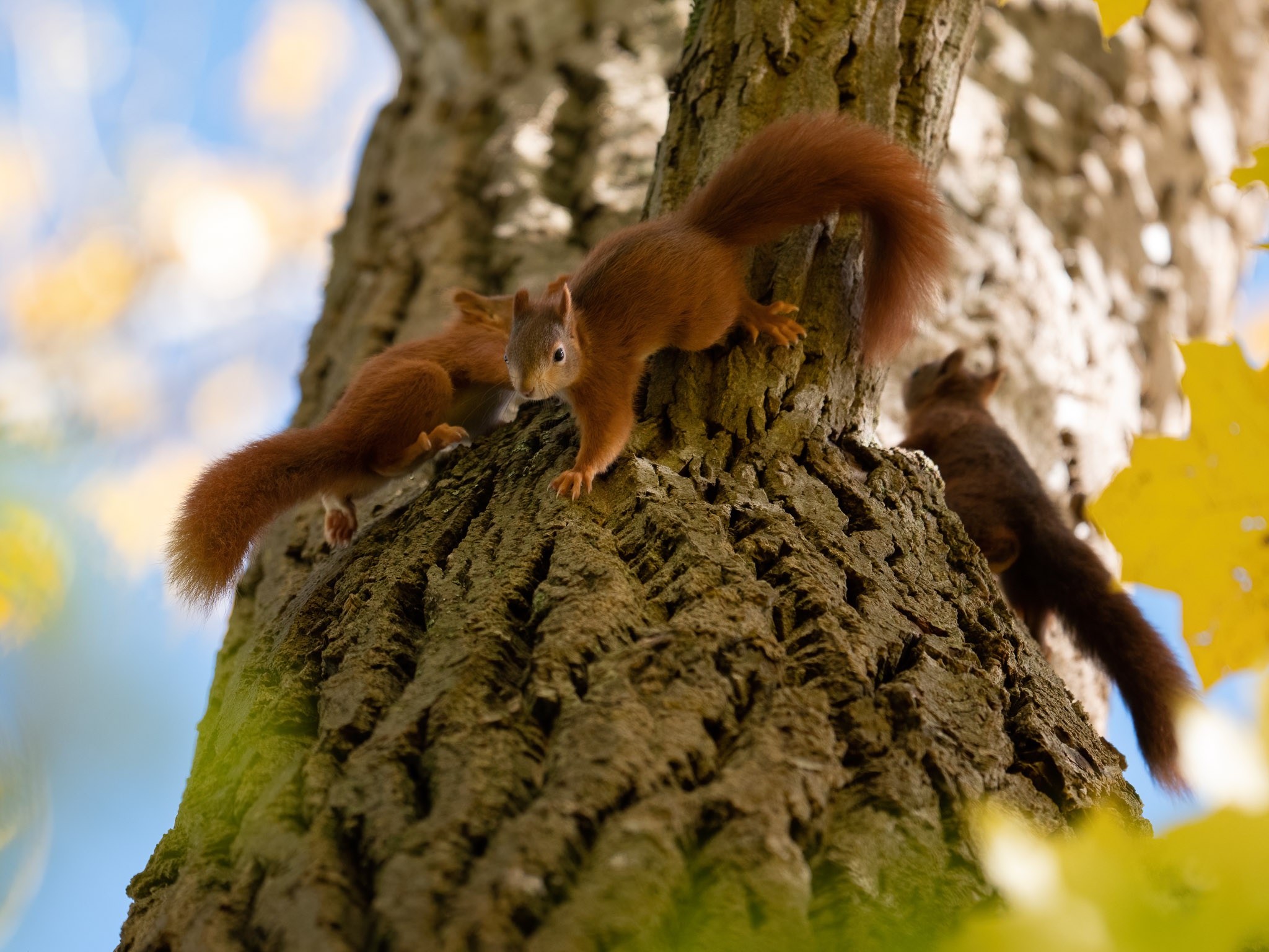Download mobile wallpaper Squirrel, Animal, Rodent, Trunk for free.