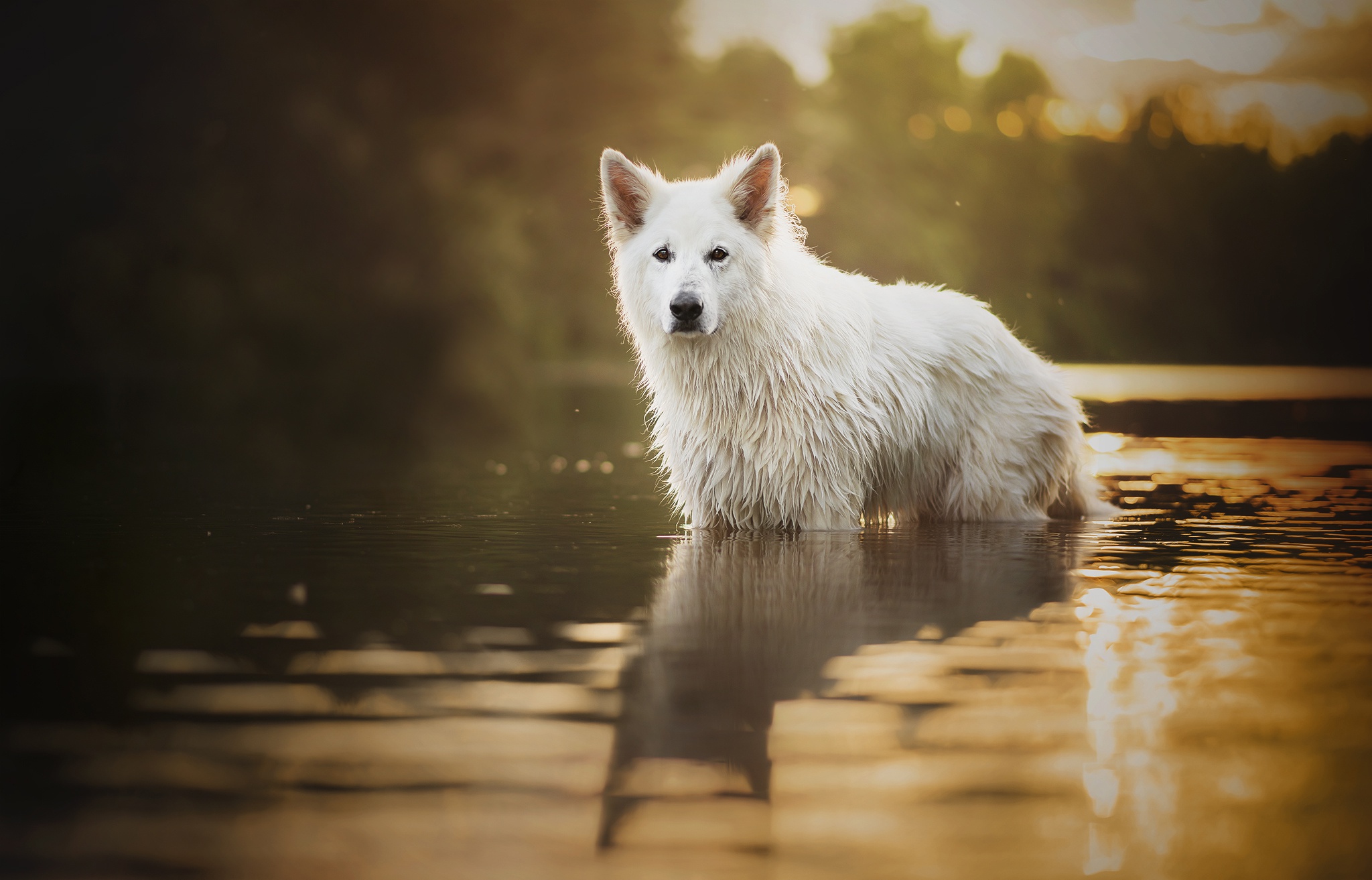 Laden Sie das Tiere, Hunde, Wasser, Hund, Spiegelung, Starren, Tiefenschärfe-Bild kostenlos auf Ihren PC-Desktop herunter