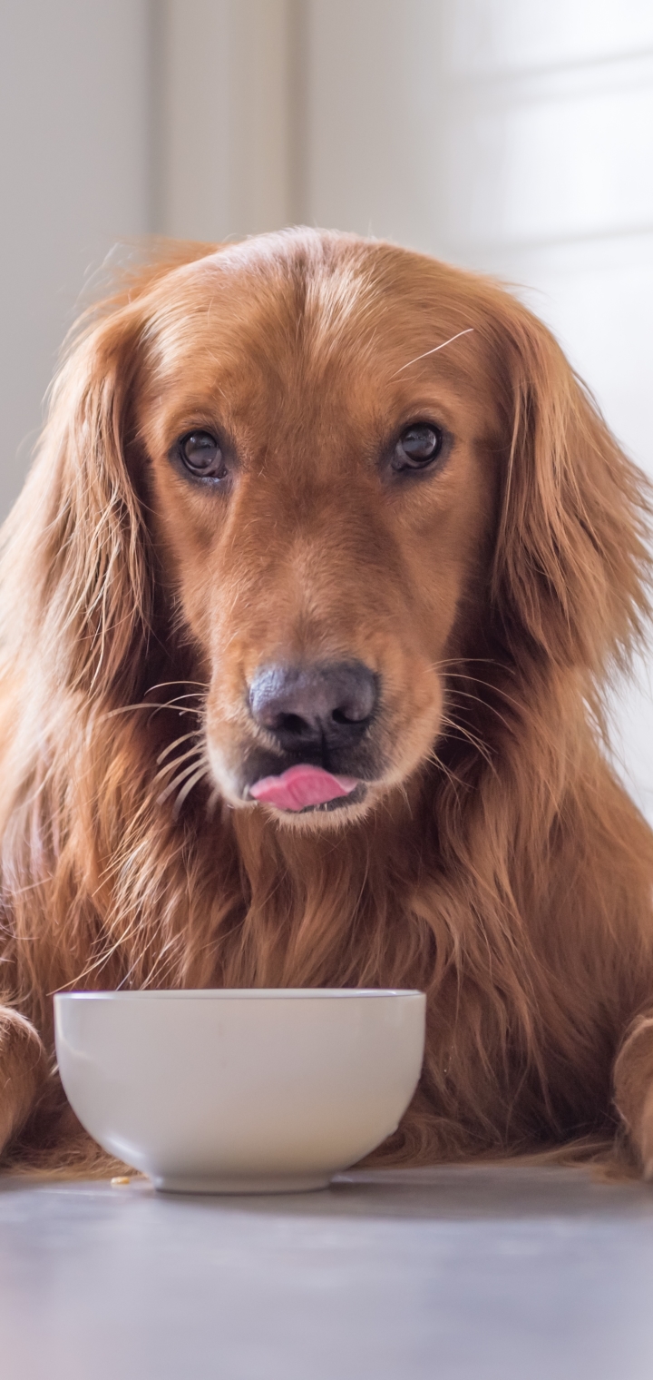 Baixar papel de parede para celular de Animais, Cães, Cão, Golden Retriever gratuito.