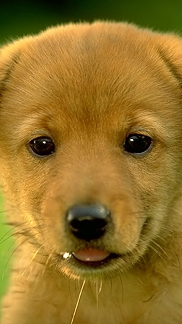 Téléchargez des papiers peints mobile Animaux, Chiens, Chien, Chiot gratuitement.