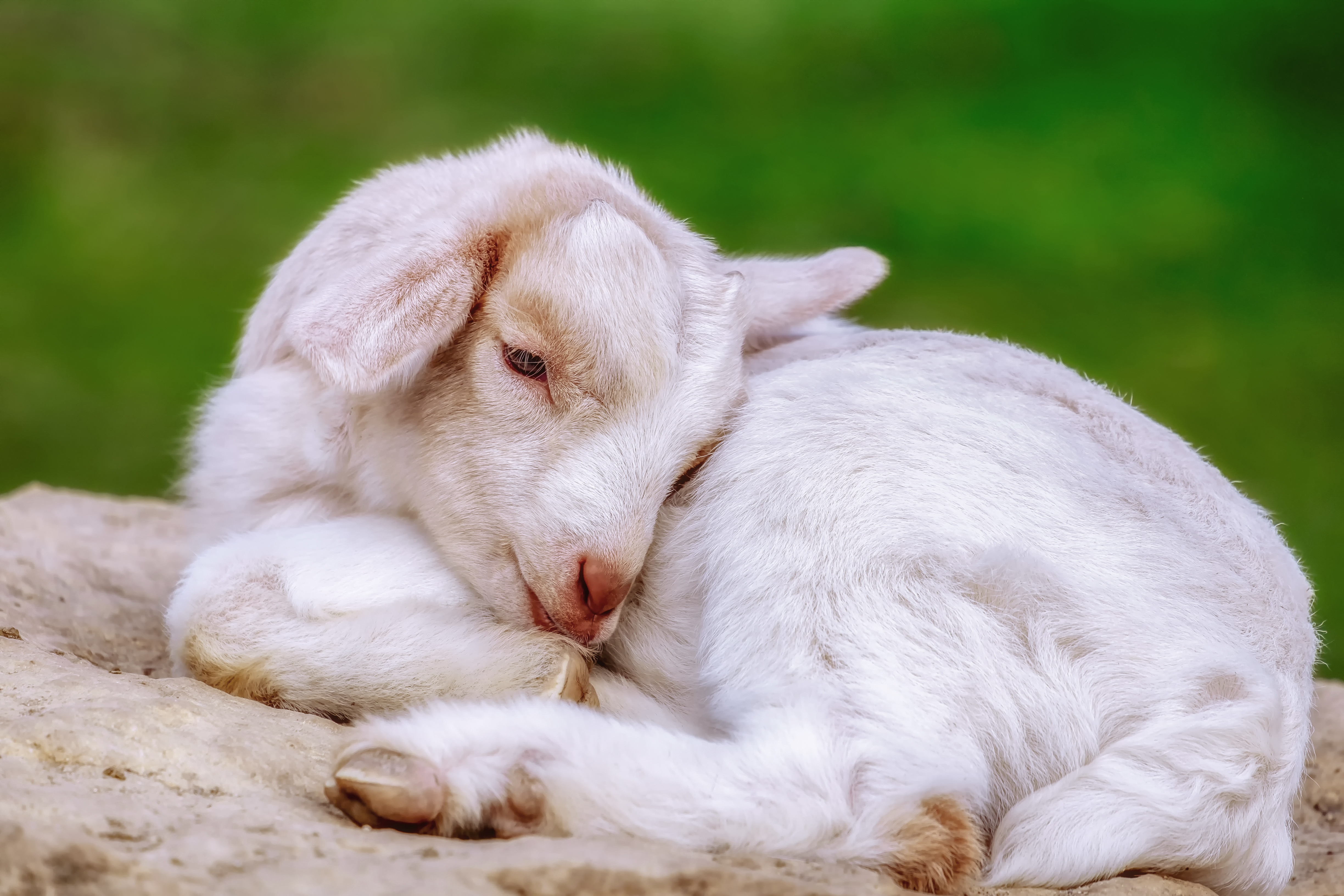 Download mobile wallpaper Animal, Goat, Baby Animal, Lying Down for free.