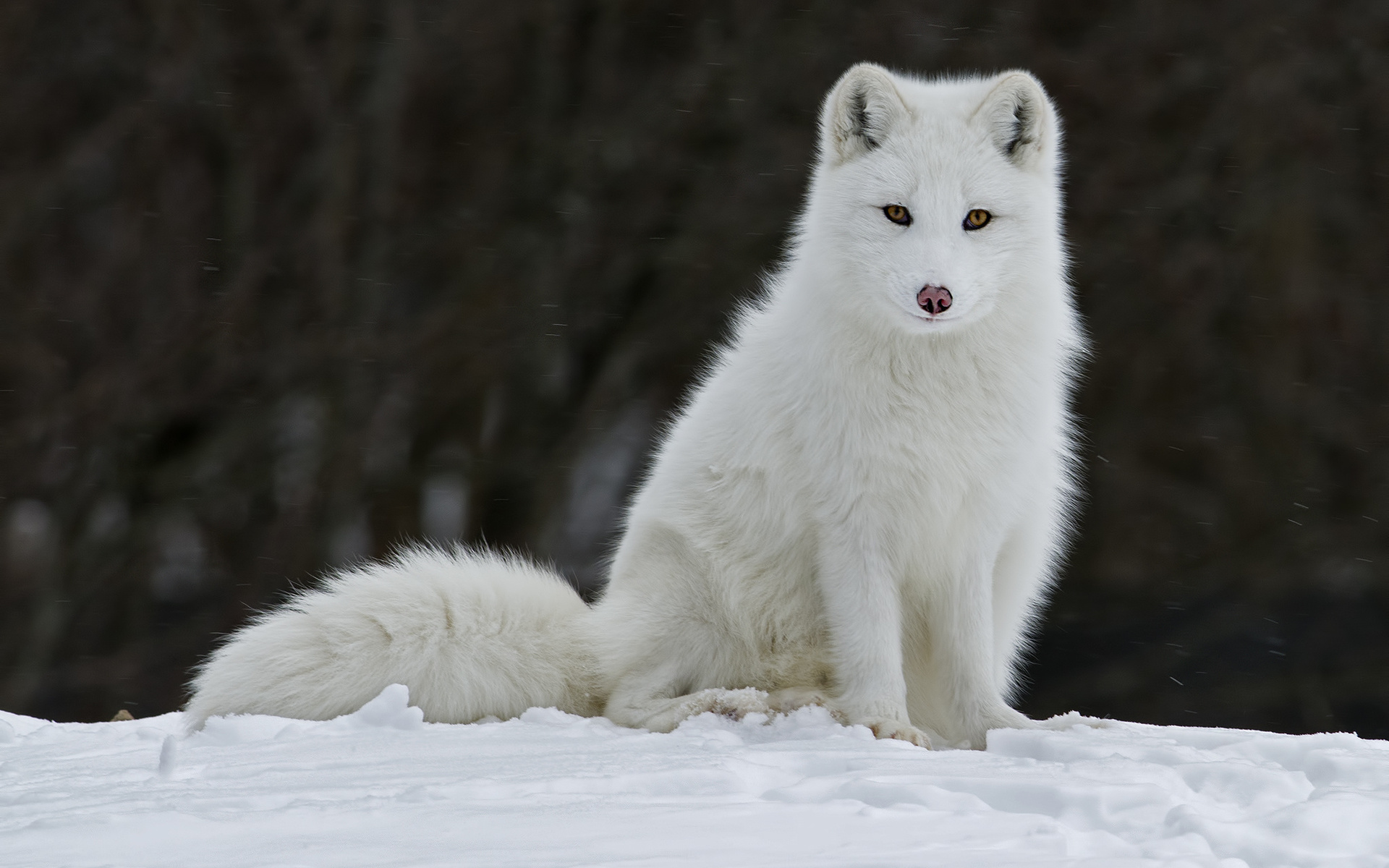 animal, arctic fox, dogs