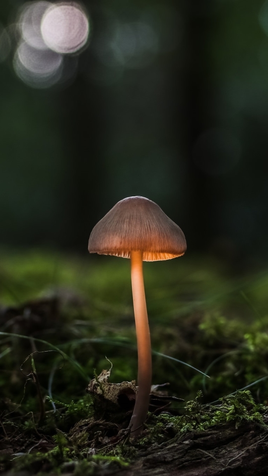 Download mobile wallpaper Nature, Macro, Earth, Mushroom for free.