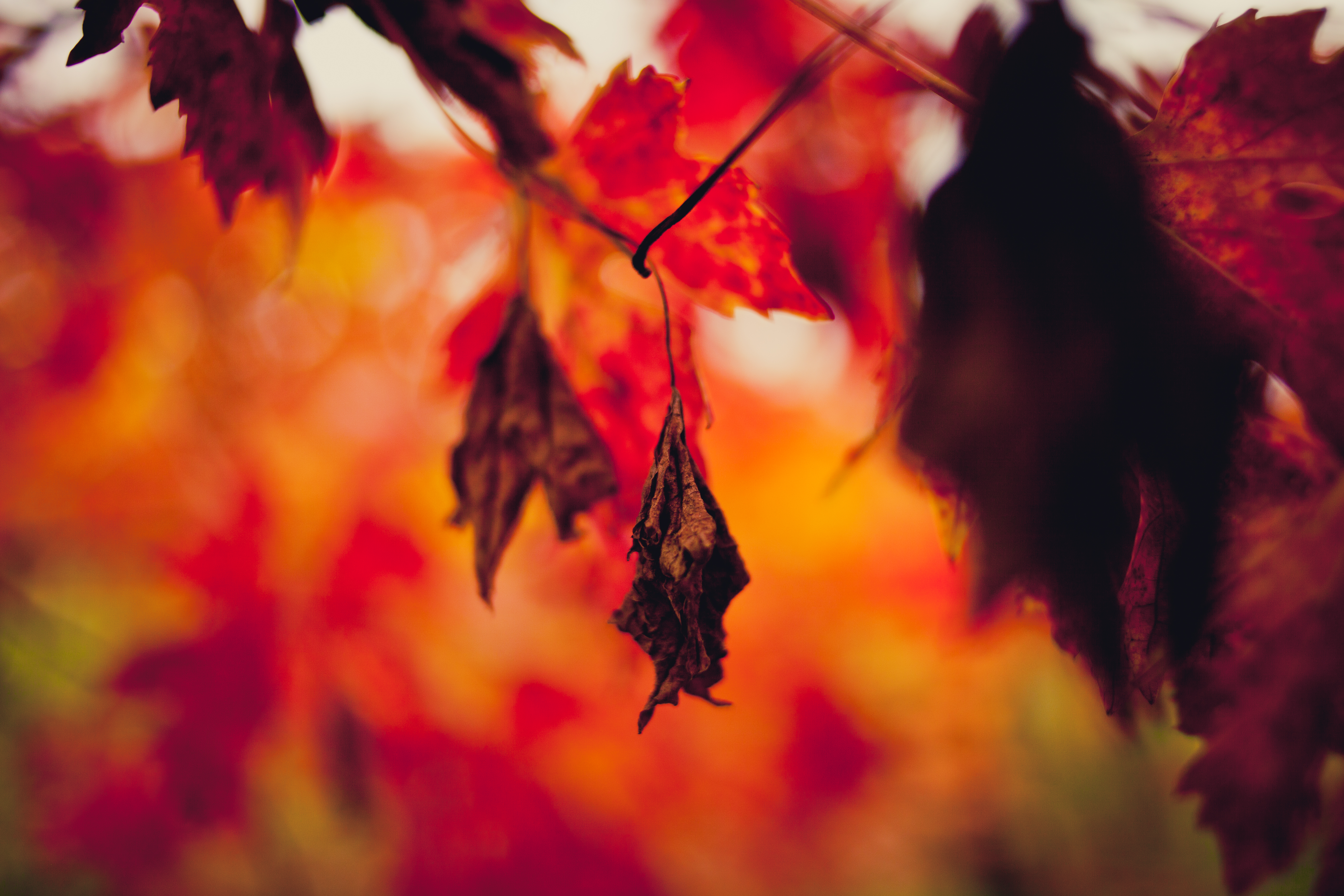 dry, autumn, macro, blur, smooth, branches, sheet, leaf