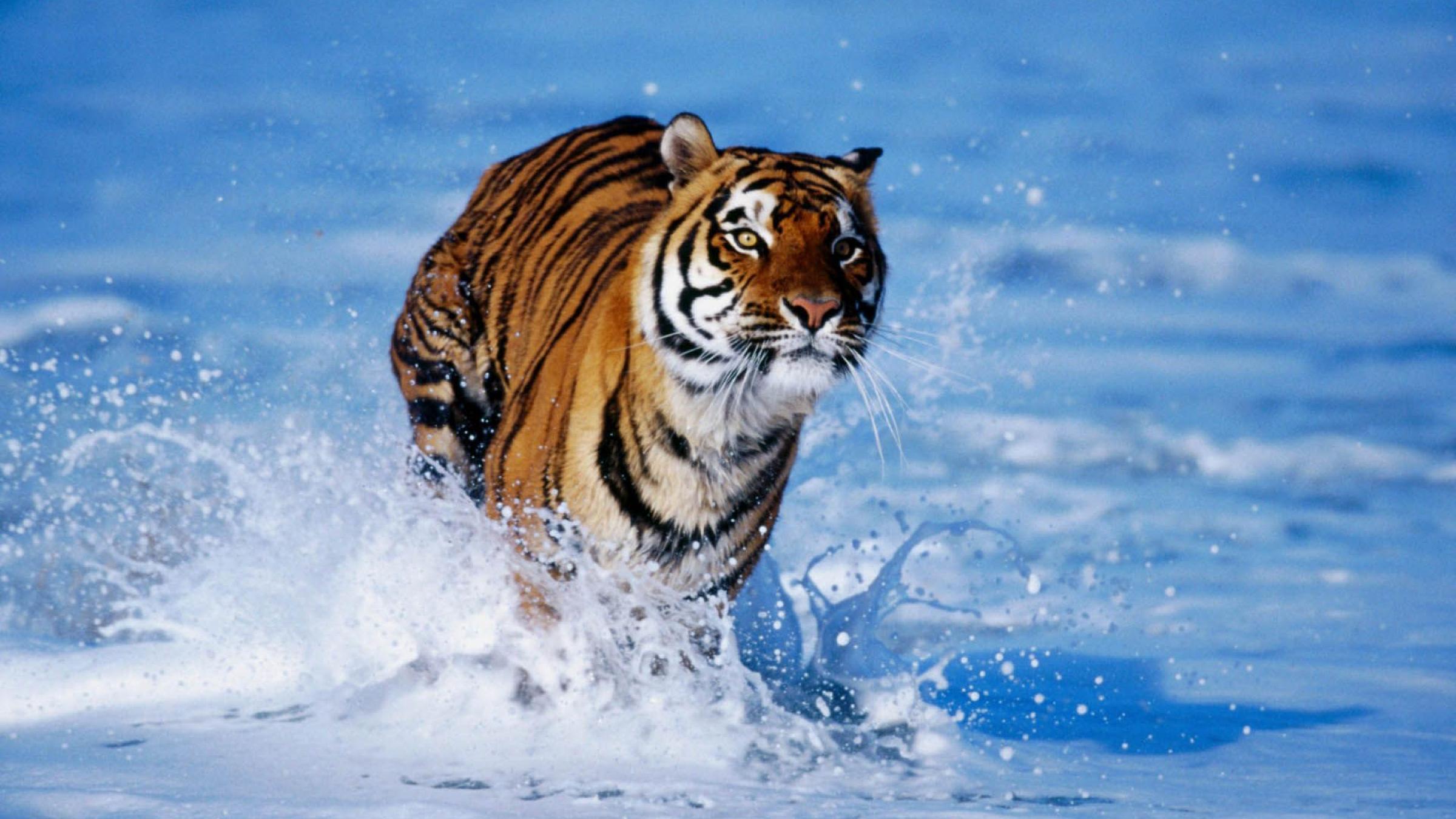 Download PC Wallpaper animals, tigers, blue