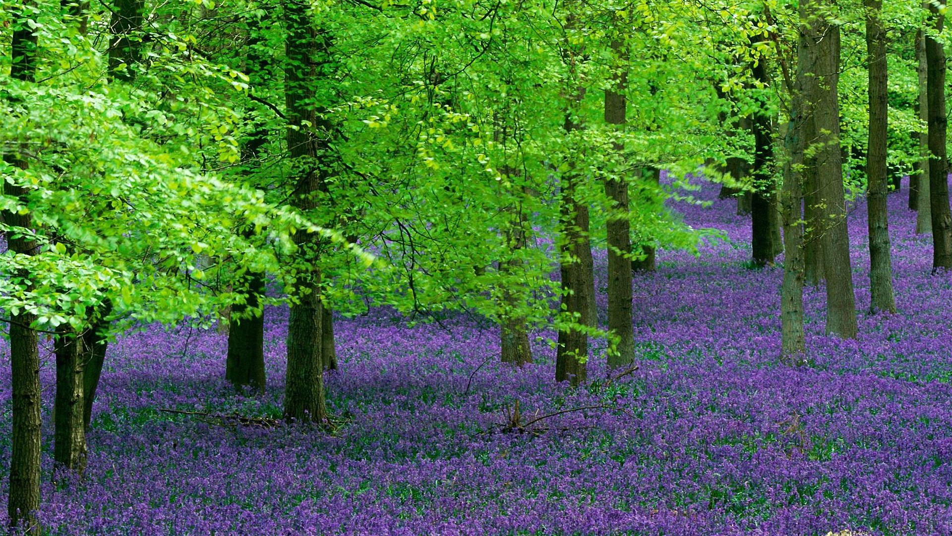 Descarga gratis la imagen Bosque, Tierra/naturaleza en el escritorio de tu PC