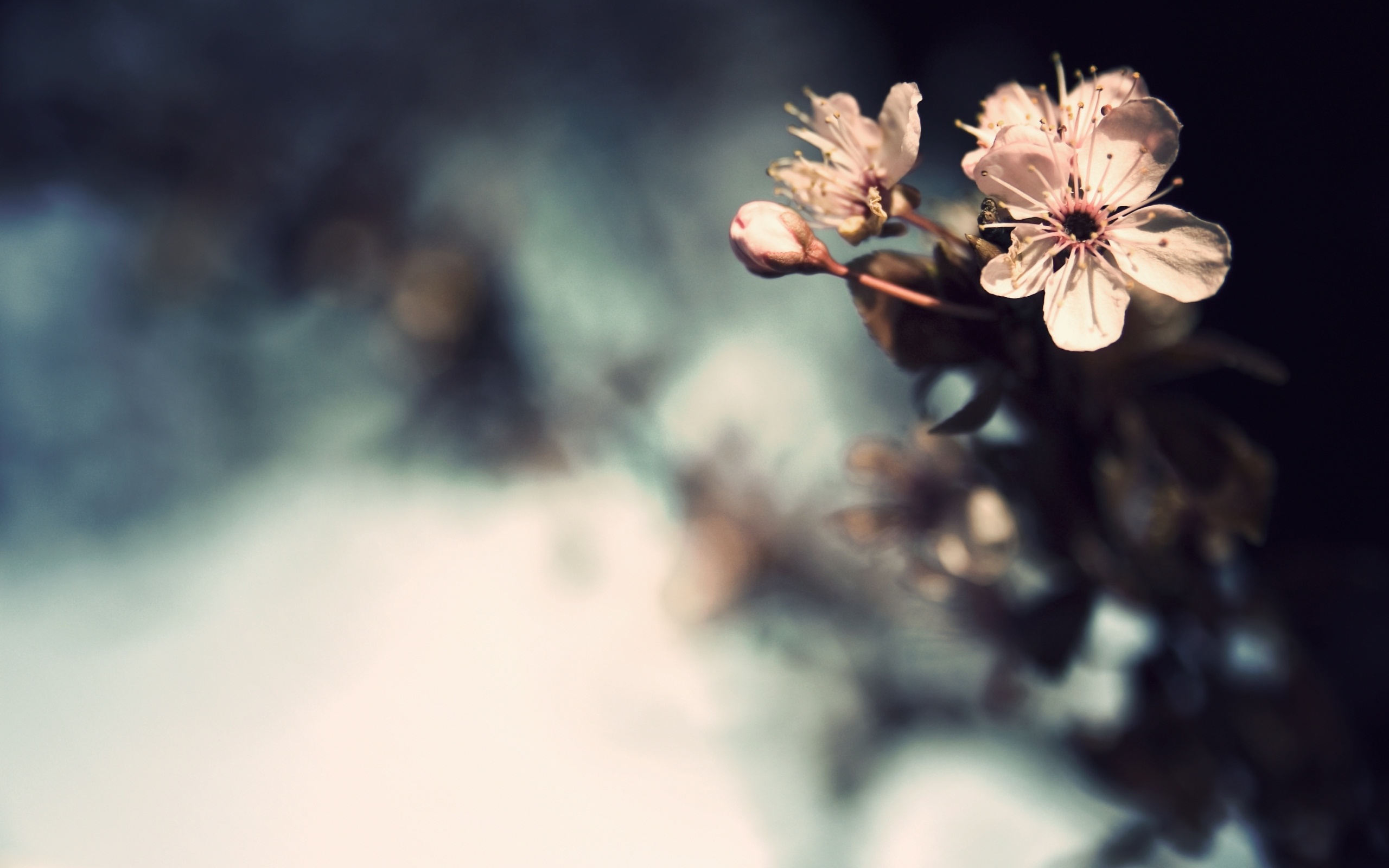 Free download wallpaper Earth, Blossom on your PC desktop