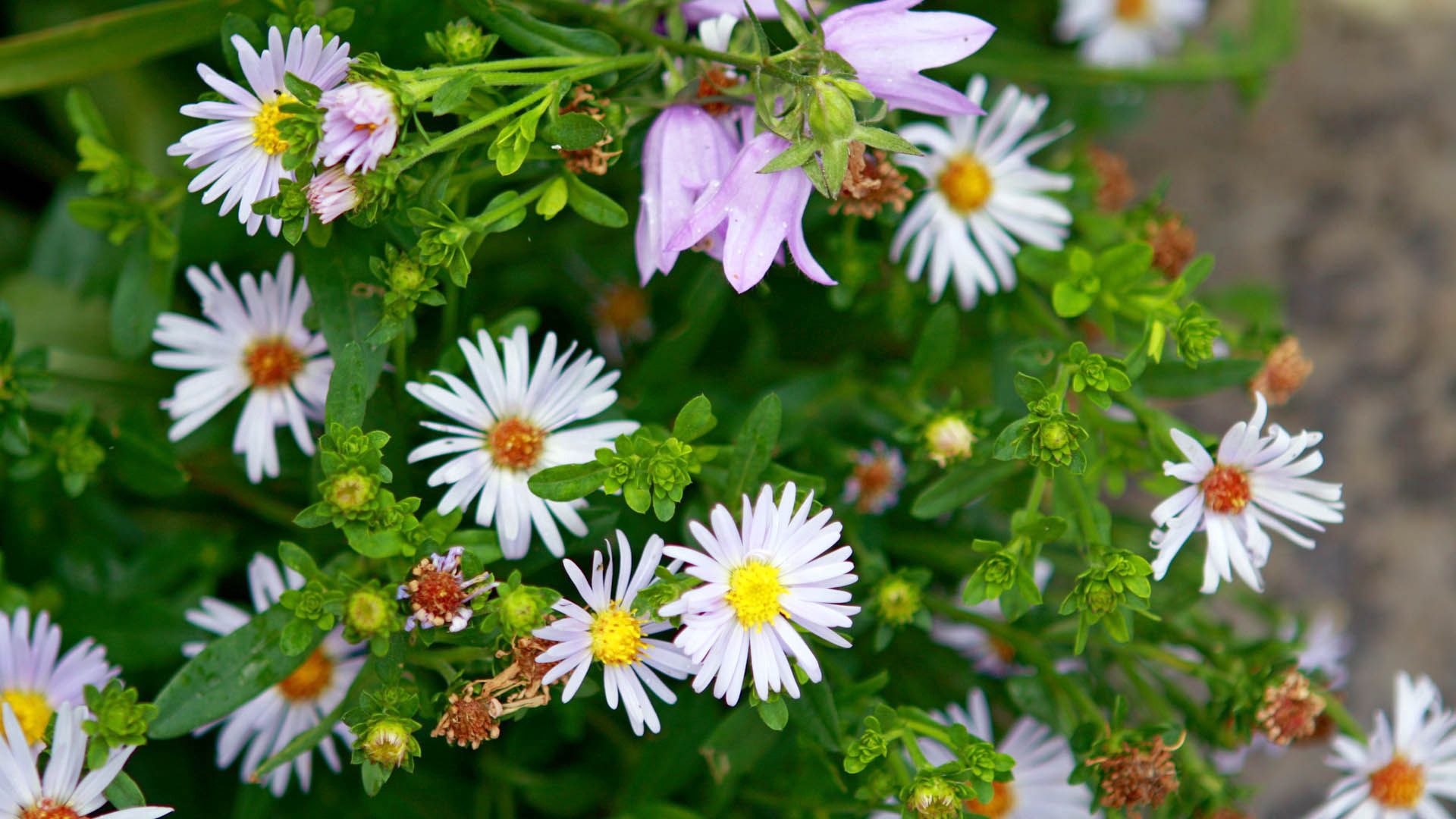 Laden Sie das Blumen, Grass, Pflanze, Blütenblätter-Bild kostenlos auf Ihren PC-Desktop herunter