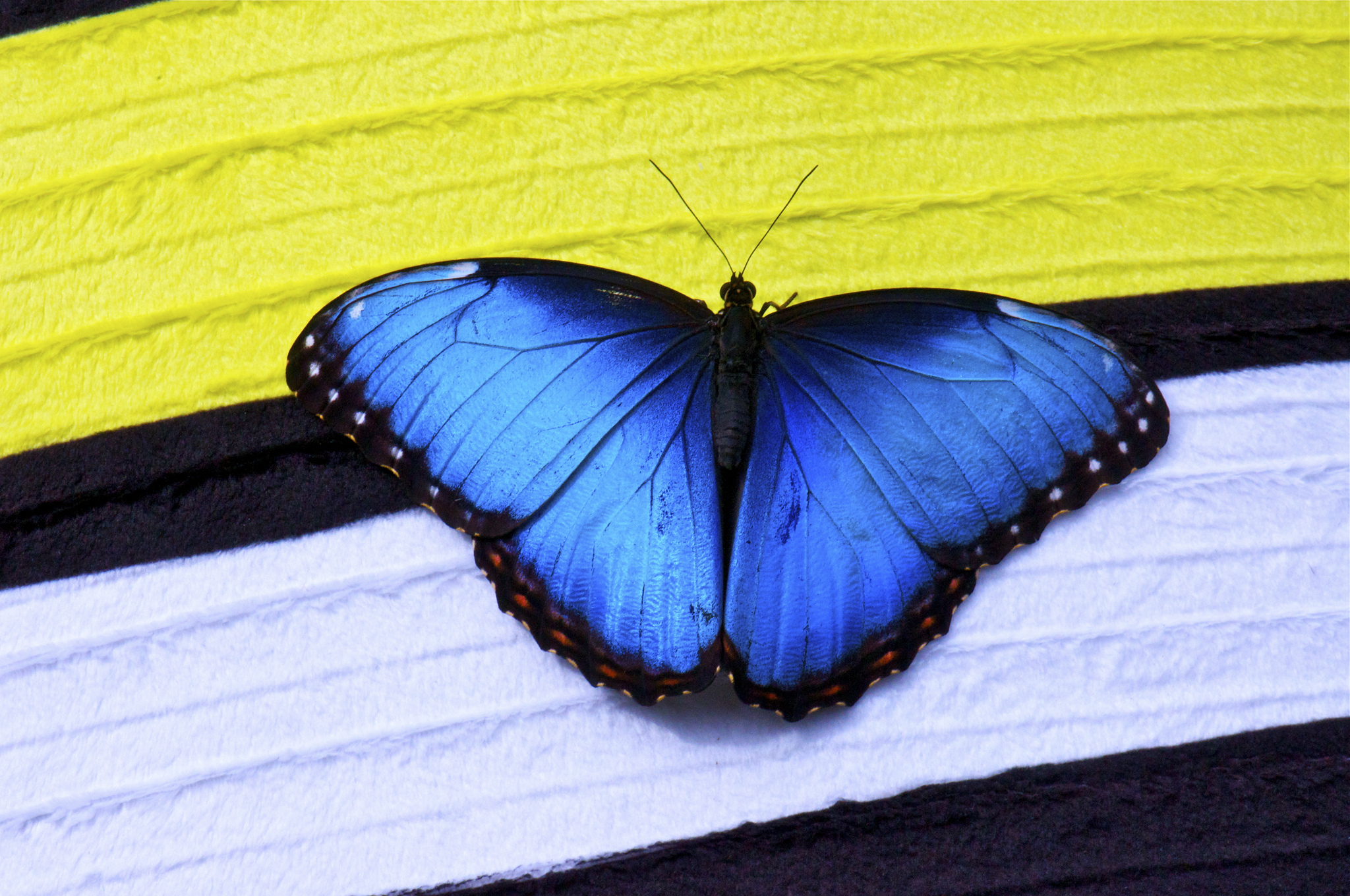 Téléchargez des papiers peints mobile Papillon, Animaux gratuitement.