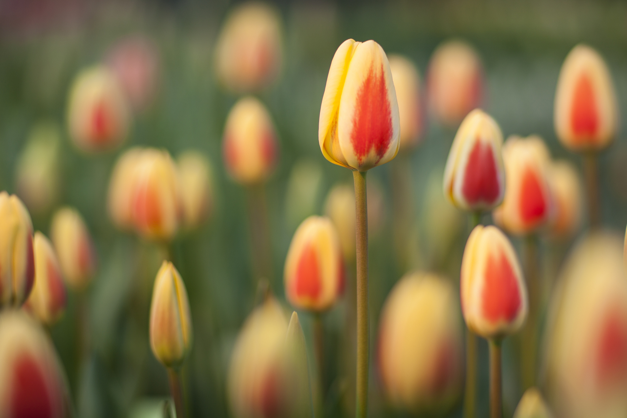 Download mobile wallpaper Nature, Flowers, Flower, Blur, Earth, Tulip for free.