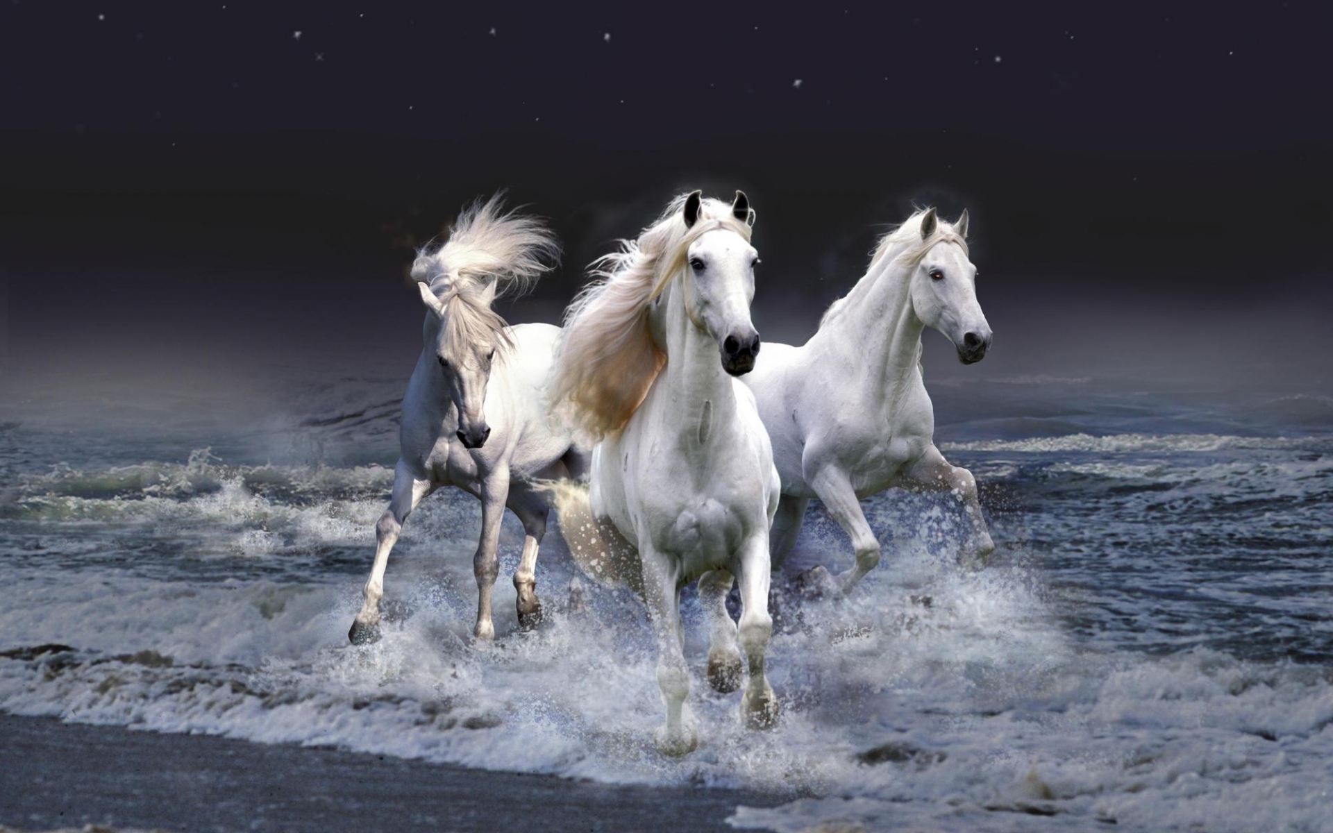 Free Horses Stock Wallpapers