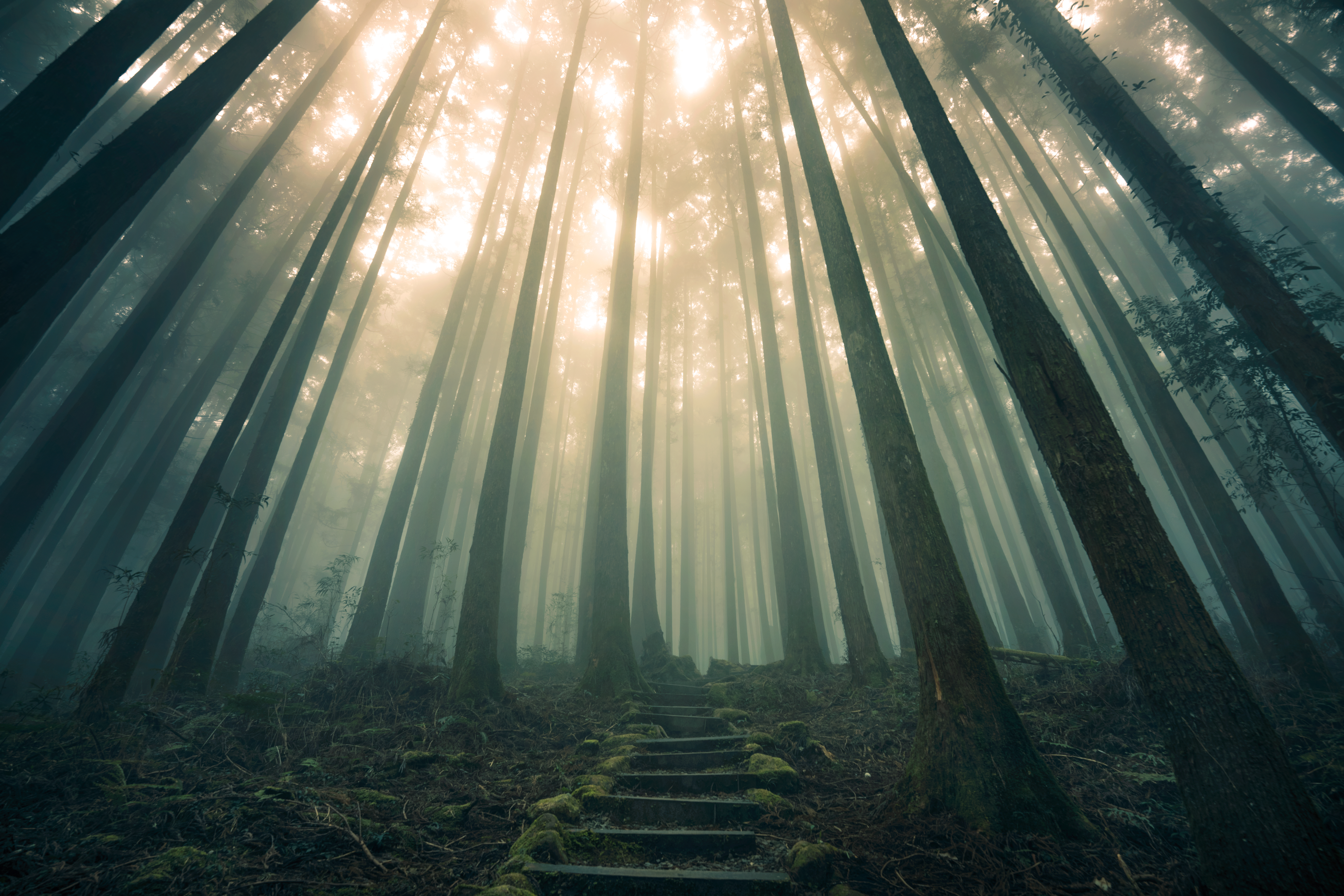 stairs, nature, forest, fog, ladder lock screen backgrounds