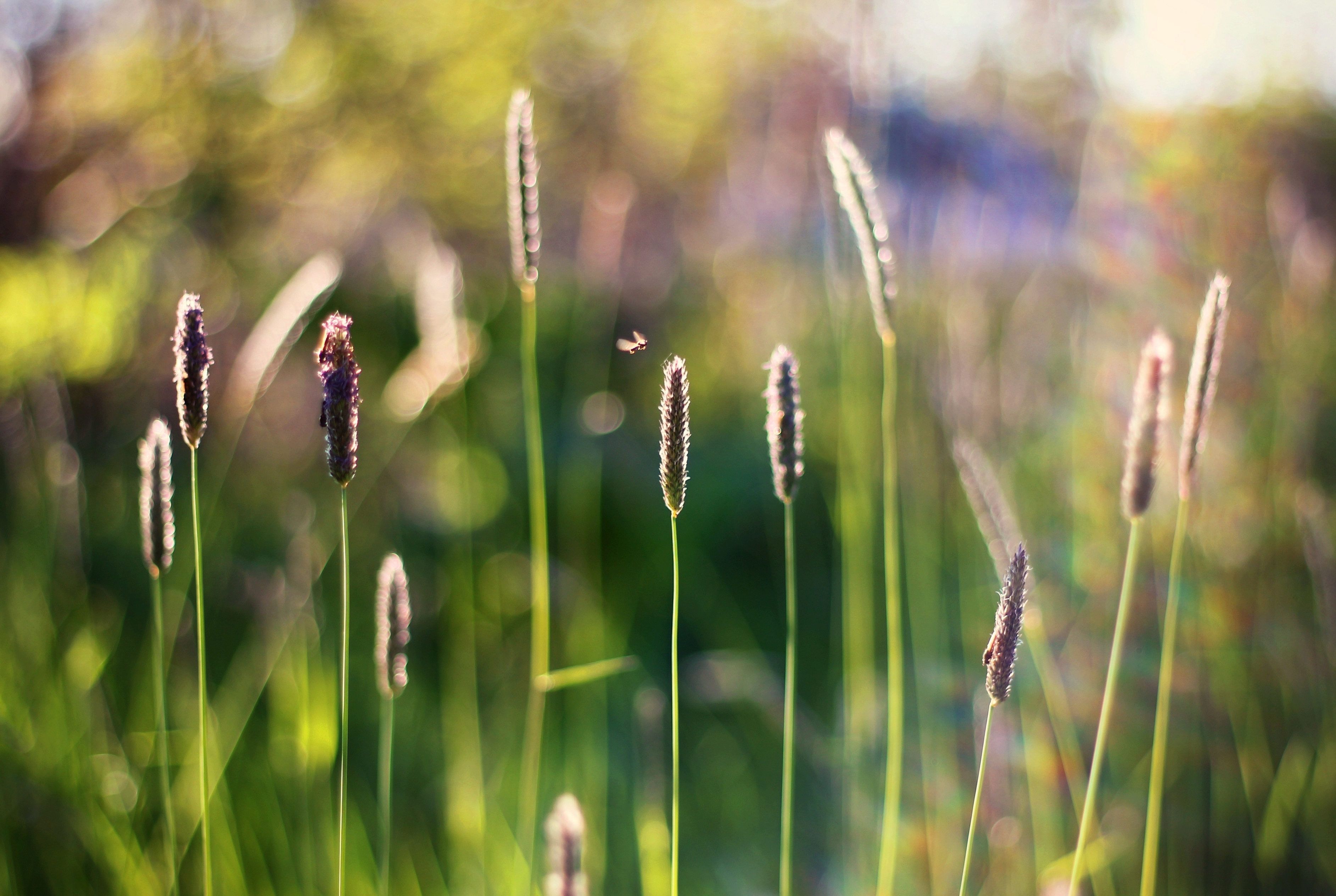 Free download wallpaper Nature, Grass, Earth, Bokeh, Sunny on your PC desktop