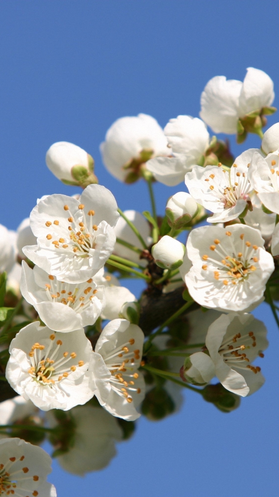 Download mobile wallpaper Nature, Flowers, Flower, Earth, White Flower, Blossom for free.