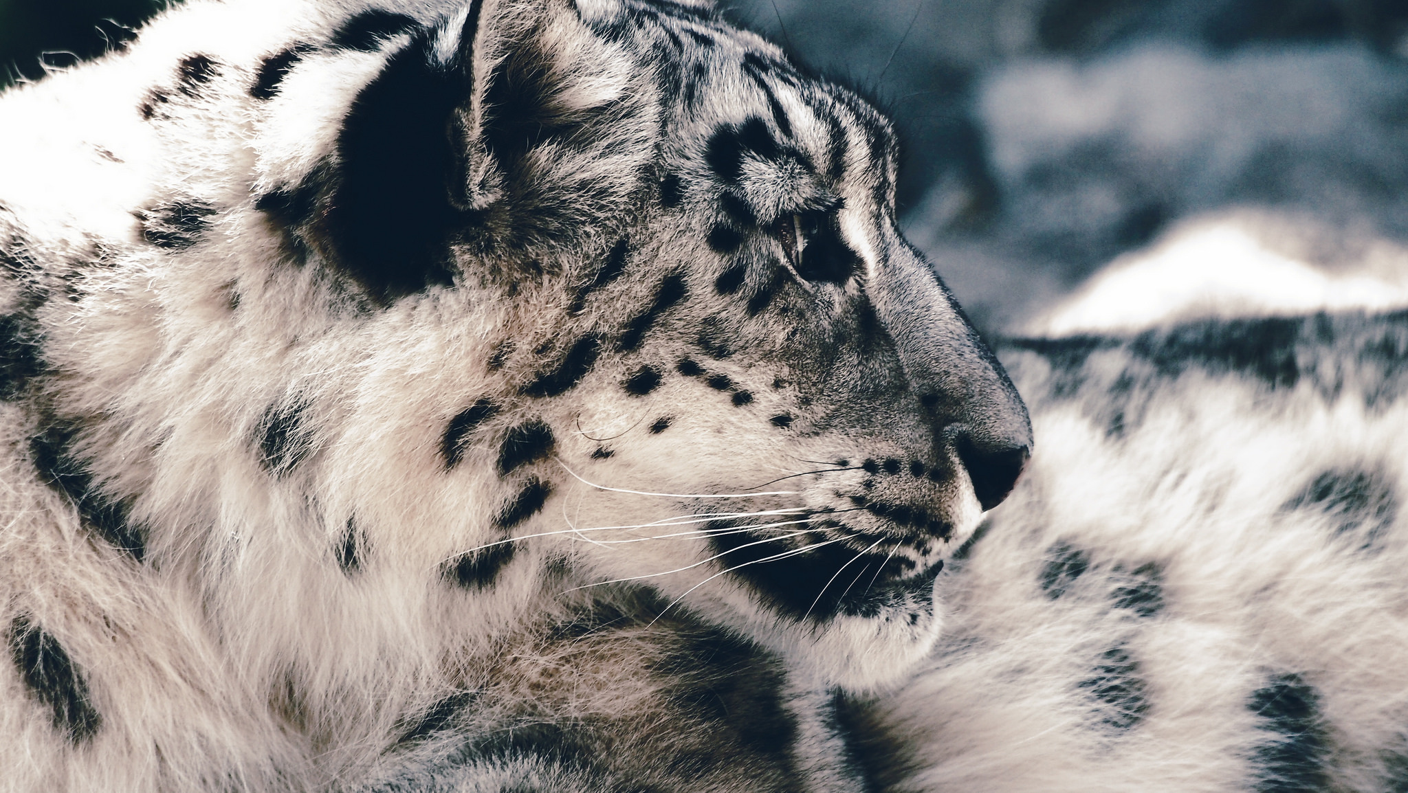 Free download wallpaper Cats, Snow Leopard, Close Up, Animal on your PC desktop