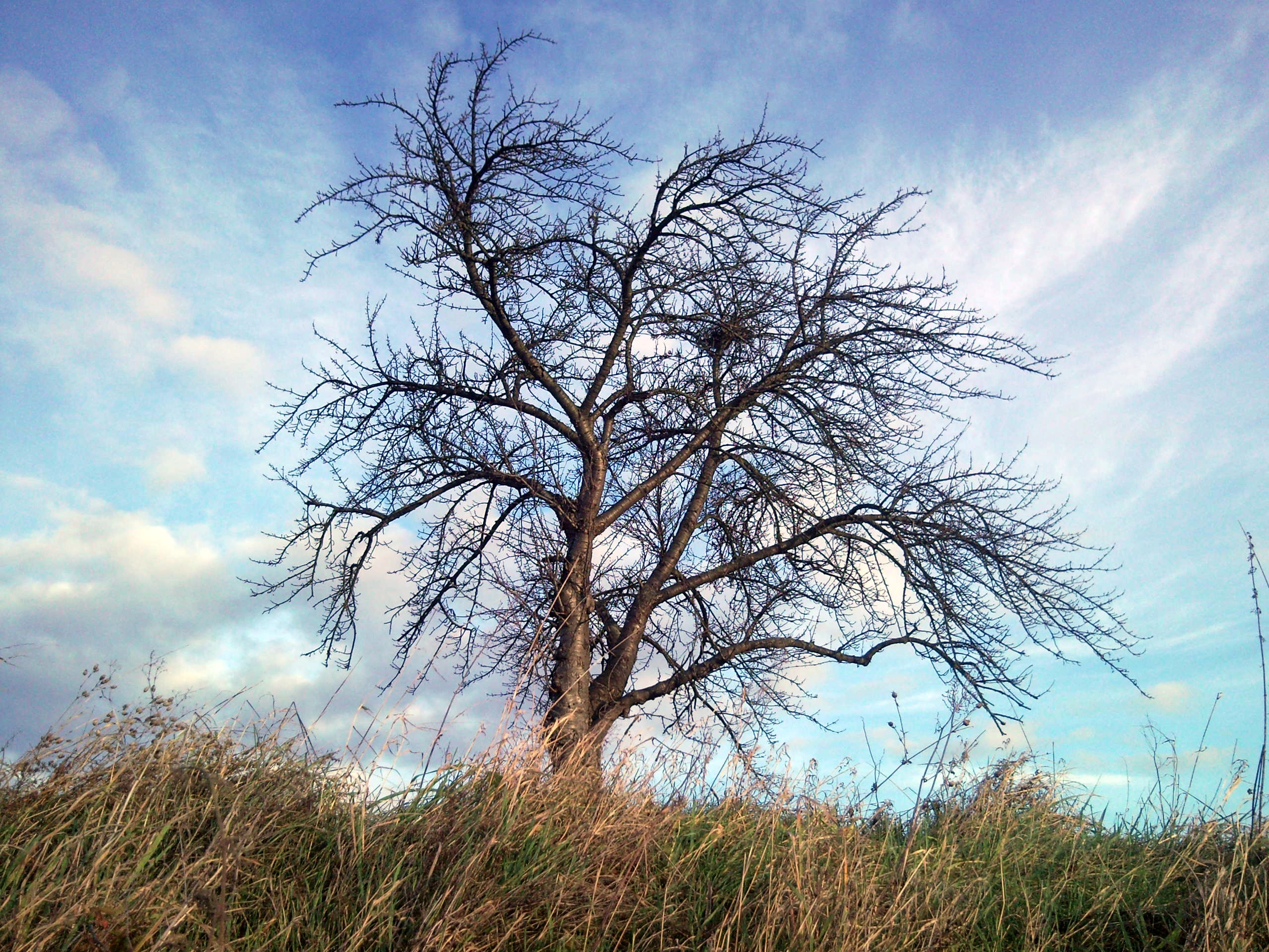 Скачать картинку Дерево, Небо, Трава, Природа, Ветер, Осень в телефон бесплатно.