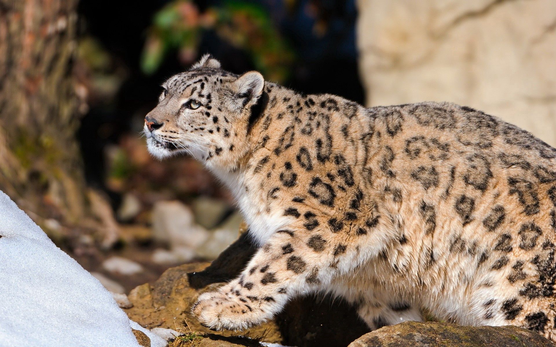 134339 télécharger l'image snow leopard, animaux, lumière, asseoir, s’asseoir, léopard, couleur claire - fonds d'écran et économiseurs d'écran gratuits