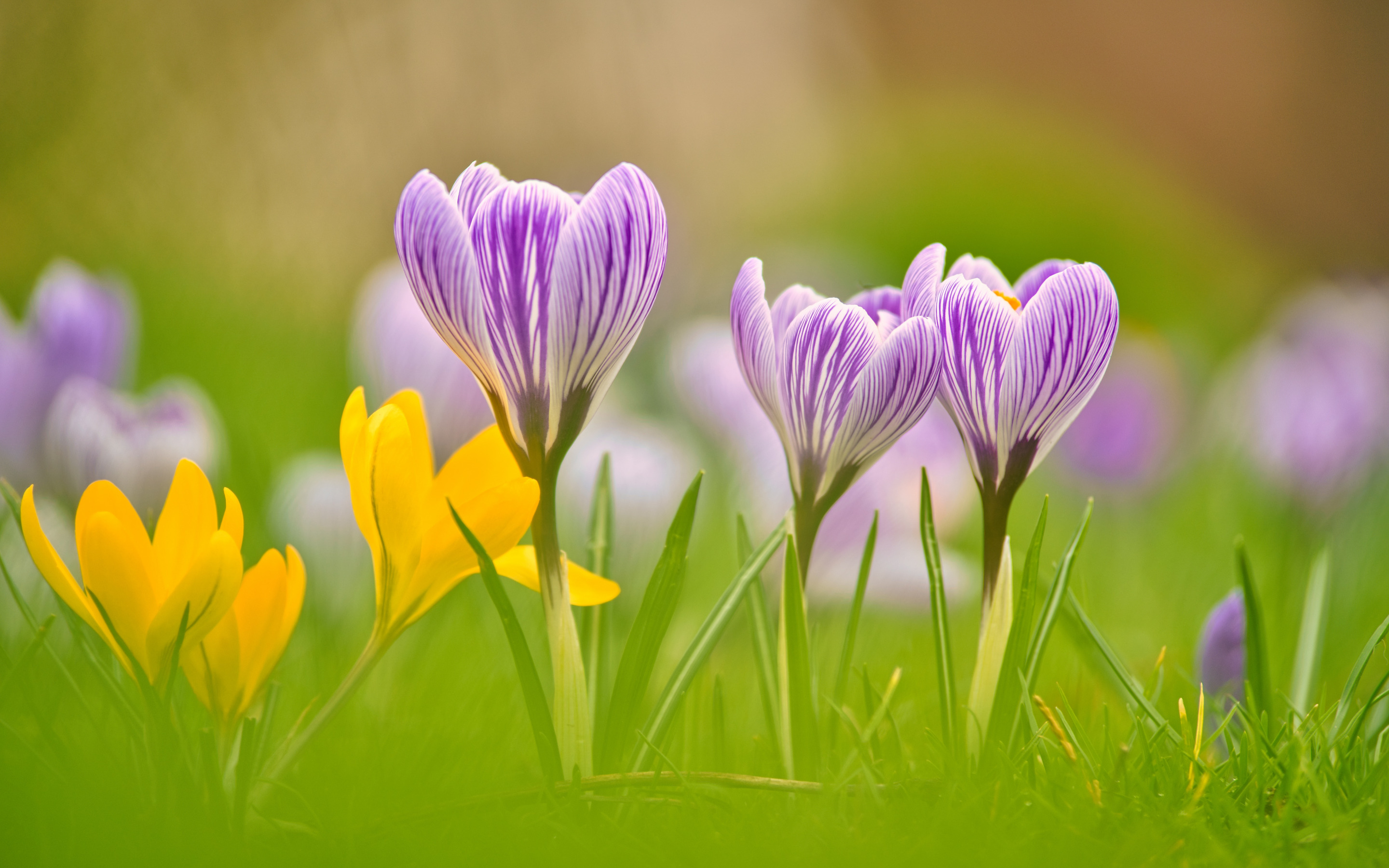 Download mobile wallpaper Flowers, Flower, Earth, Crocus for free.