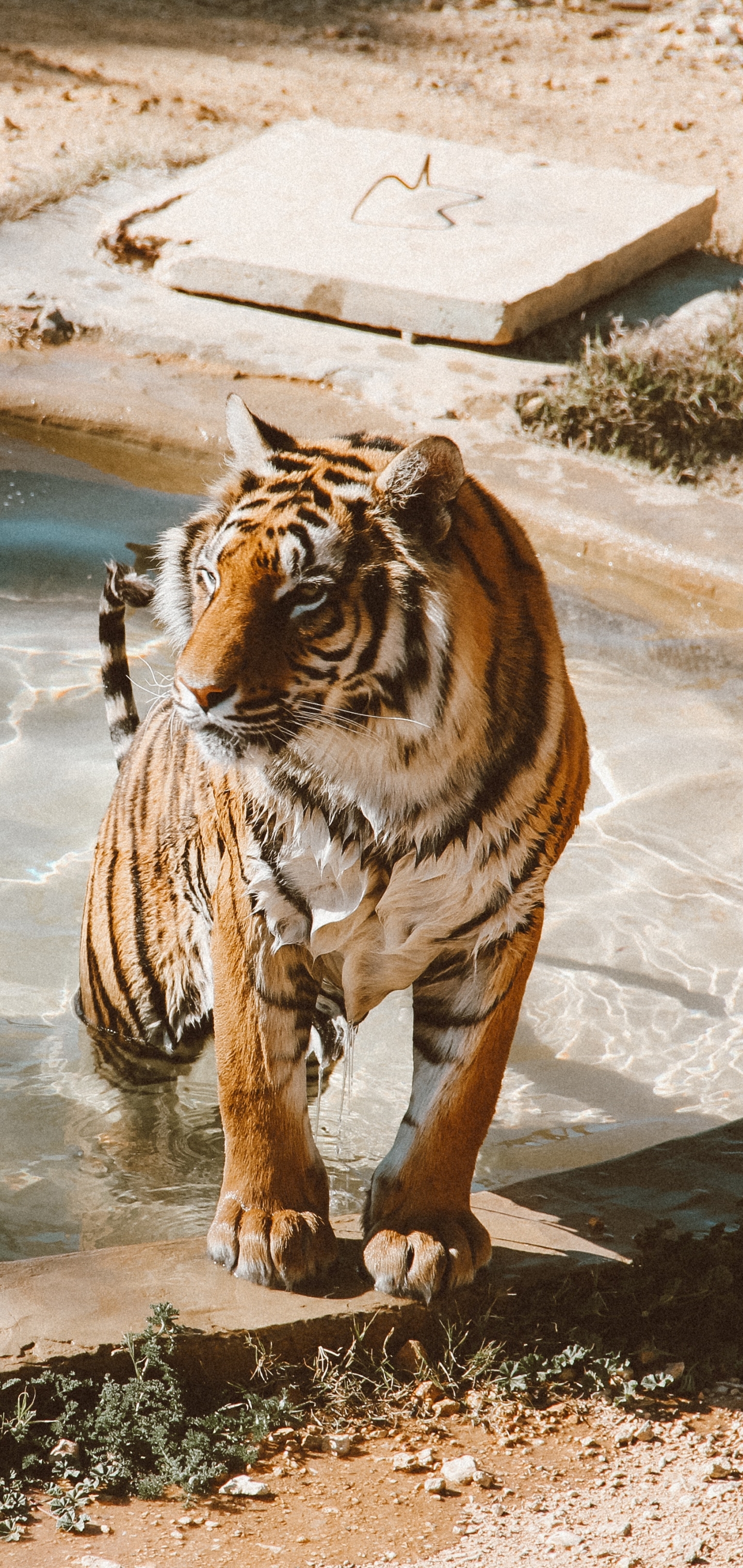 Handy-Wallpaper Tiere, Katzen, Tiger kostenlos herunterladen.