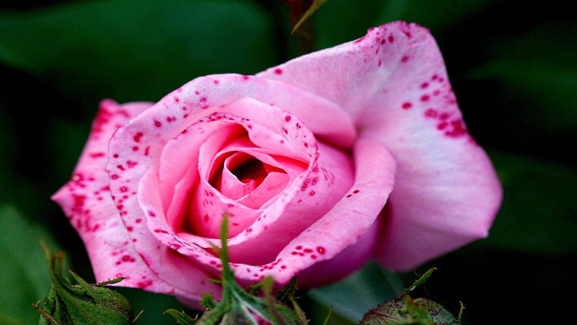 Téléchargez des papiers peints mobile Fleurs, Rose, Terre/nature gratuitement.