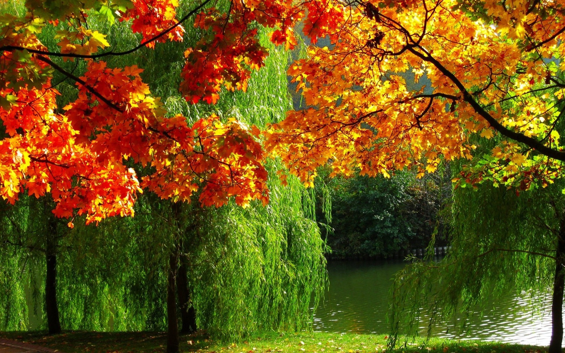 Скачать обои бесплатно Река, Осень, Дерево, Земля/природа картинка на рабочий стол ПК