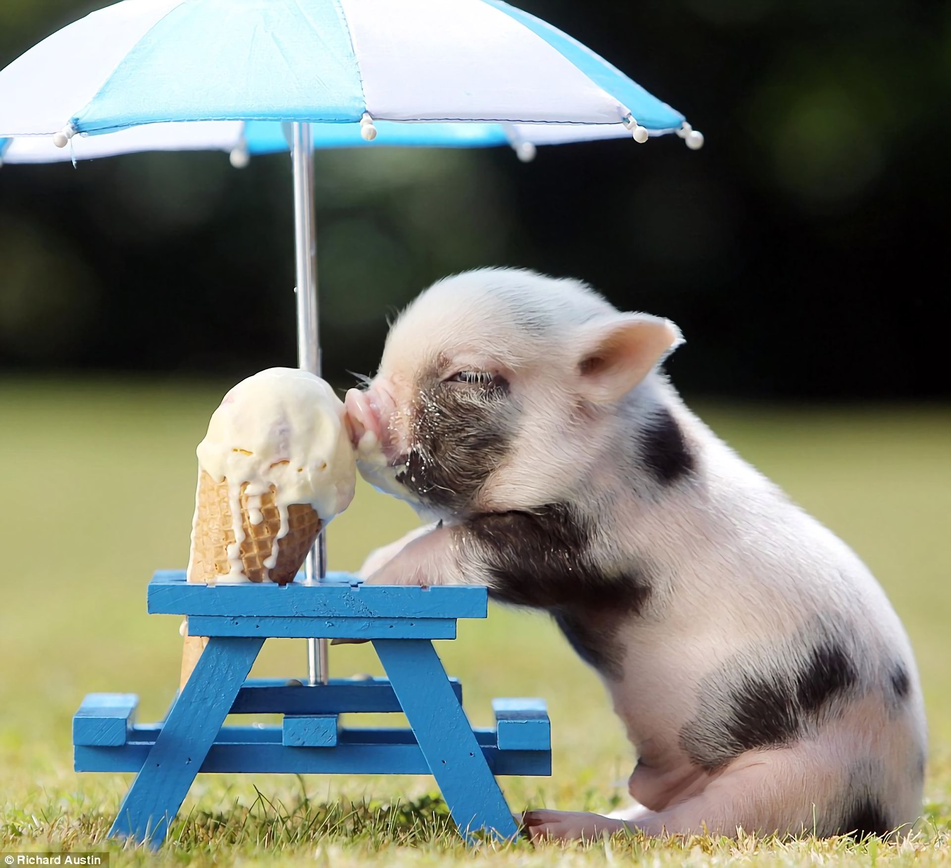 760160 завантажити шпалери дитинча тварини, тварина, свиня, милий, морозиво - заставки і картинки безкоштовно