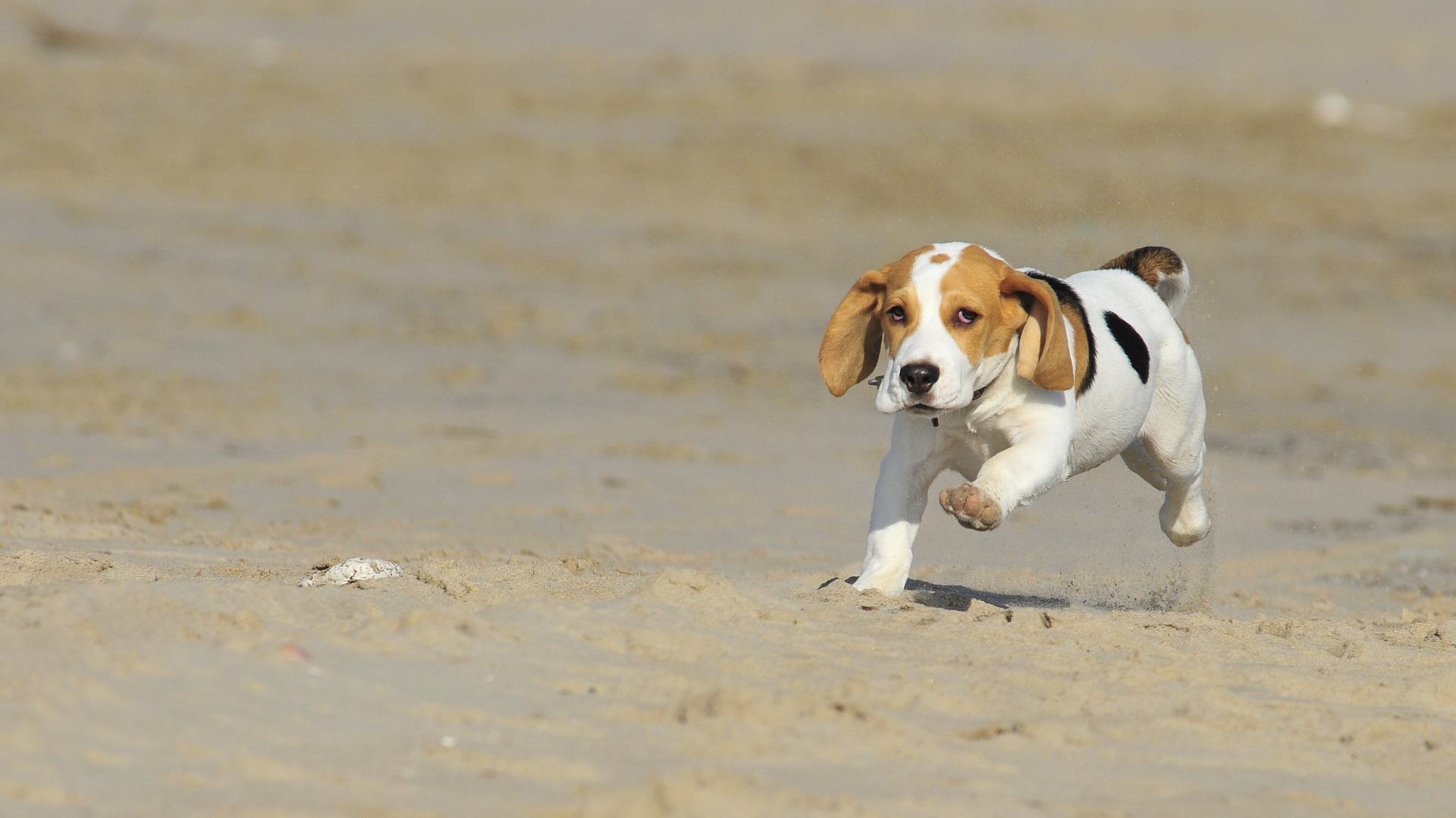Handy-Wallpaper Tiere, Hunde, Sand, Hund, Welpen, Beagle kostenlos herunterladen.