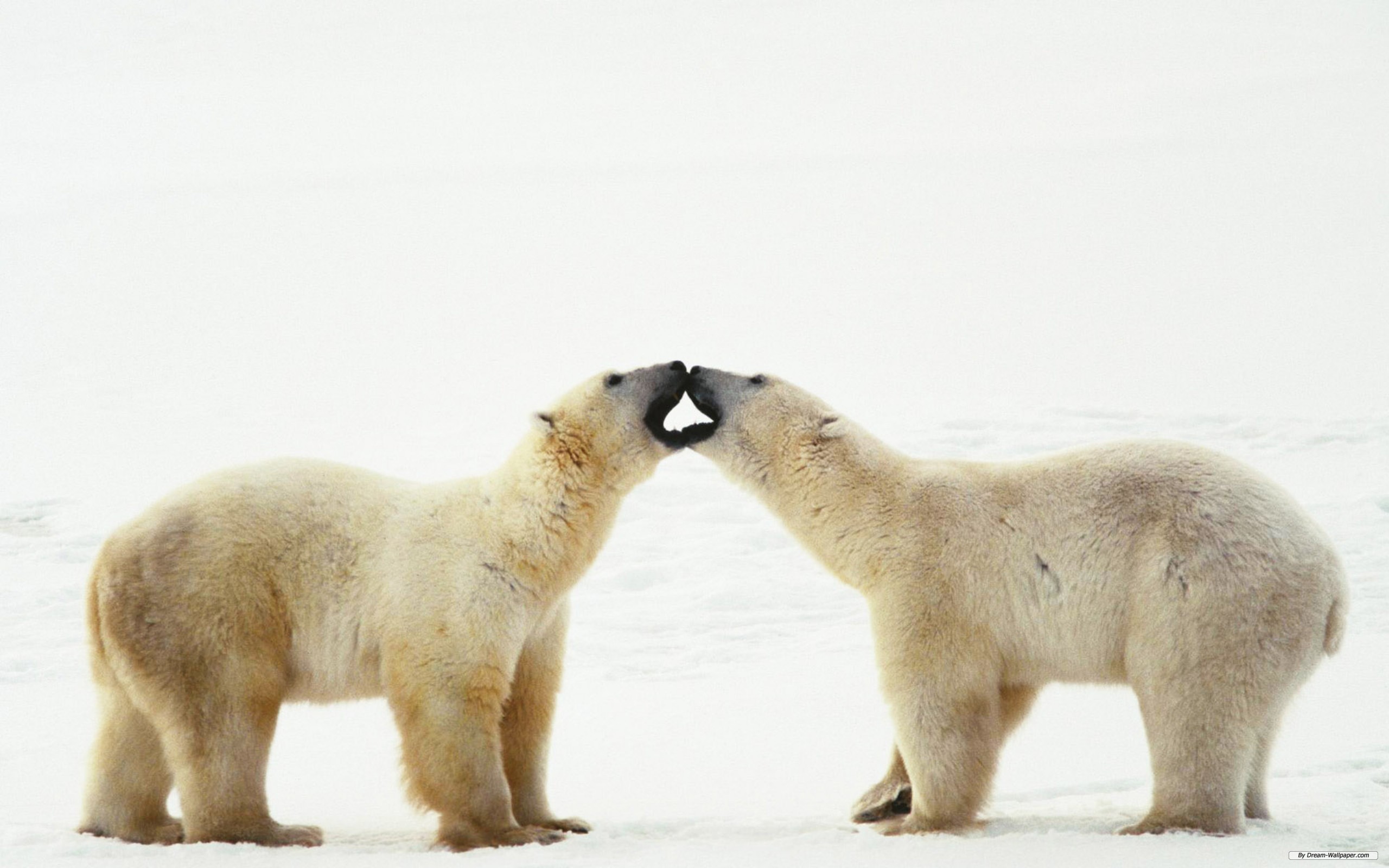 Laden Sie das Tiere, Eisbär-Bild kostenlos auf Ihren PC-Desktop herunter