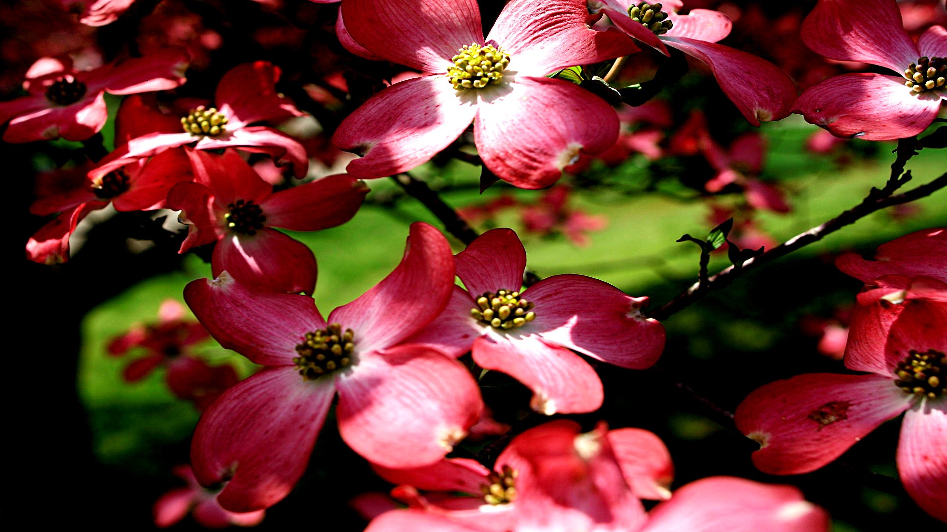 Téléchargez des papiers peints mobile Fleurs, Fleur, Terre/nature gratuitement.