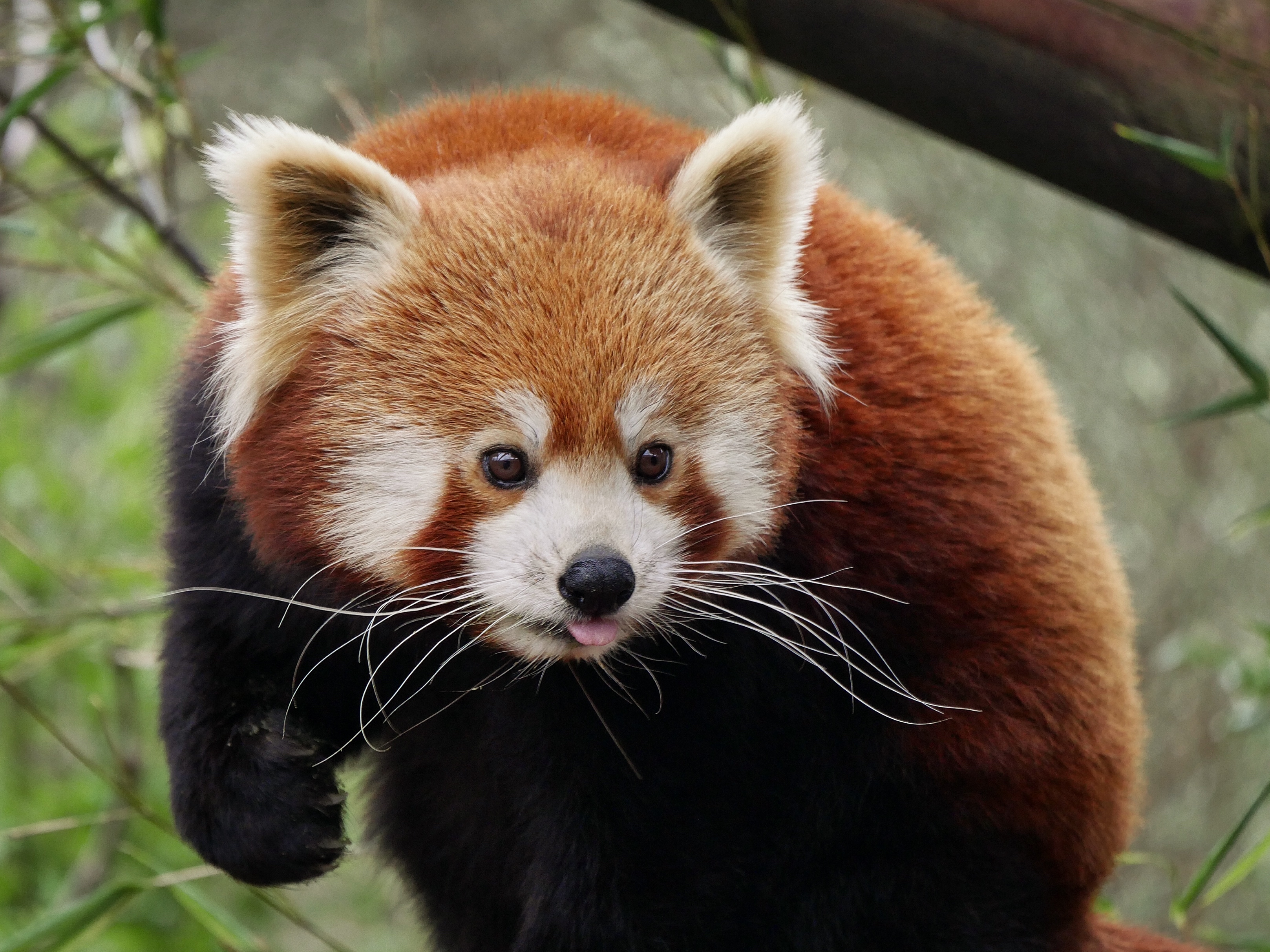 78254 скачать обои красная панда, животные, милый, высунутый язык - заставки и картинки бесплатно