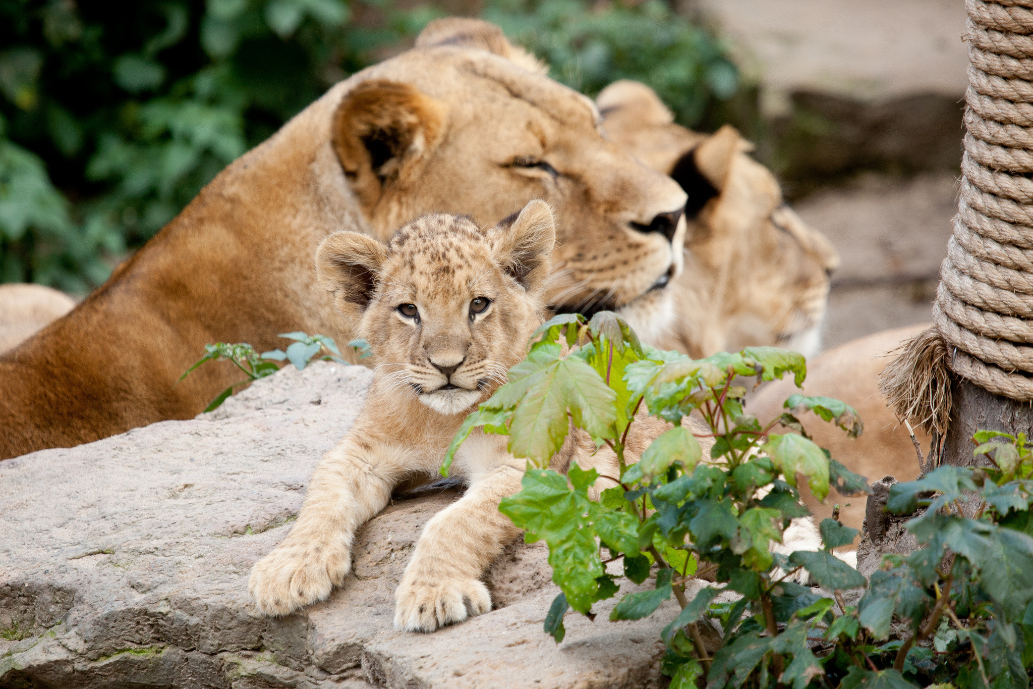 animals, stones, leaves, young, lioness, cubs