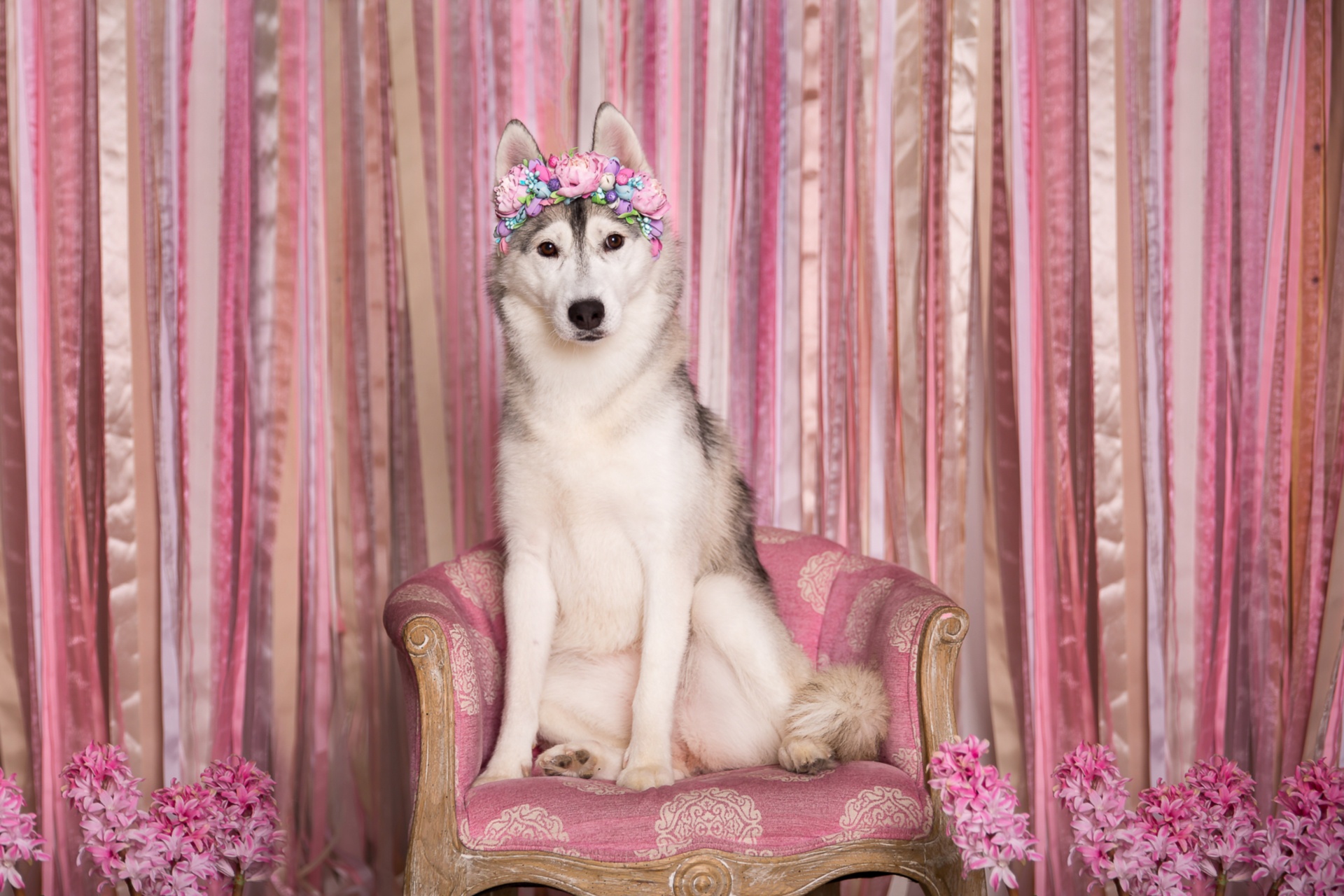 無料モバイル壁紙動物, 犬, 花輪, シベリアンハスキーをダウンロードします。