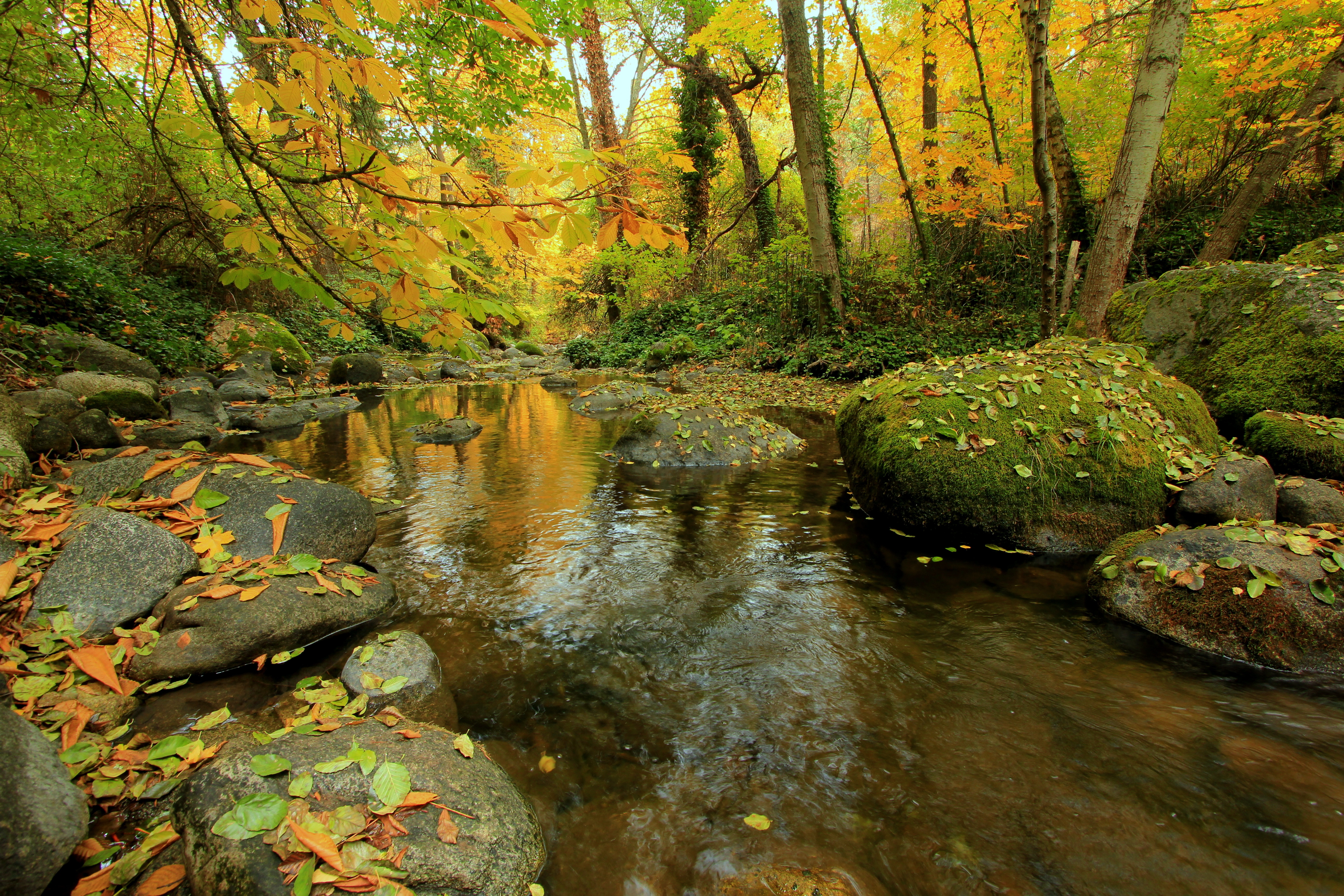 Download mobile wallpaper Nature, Forest, Fall, Earth, Stream for free.