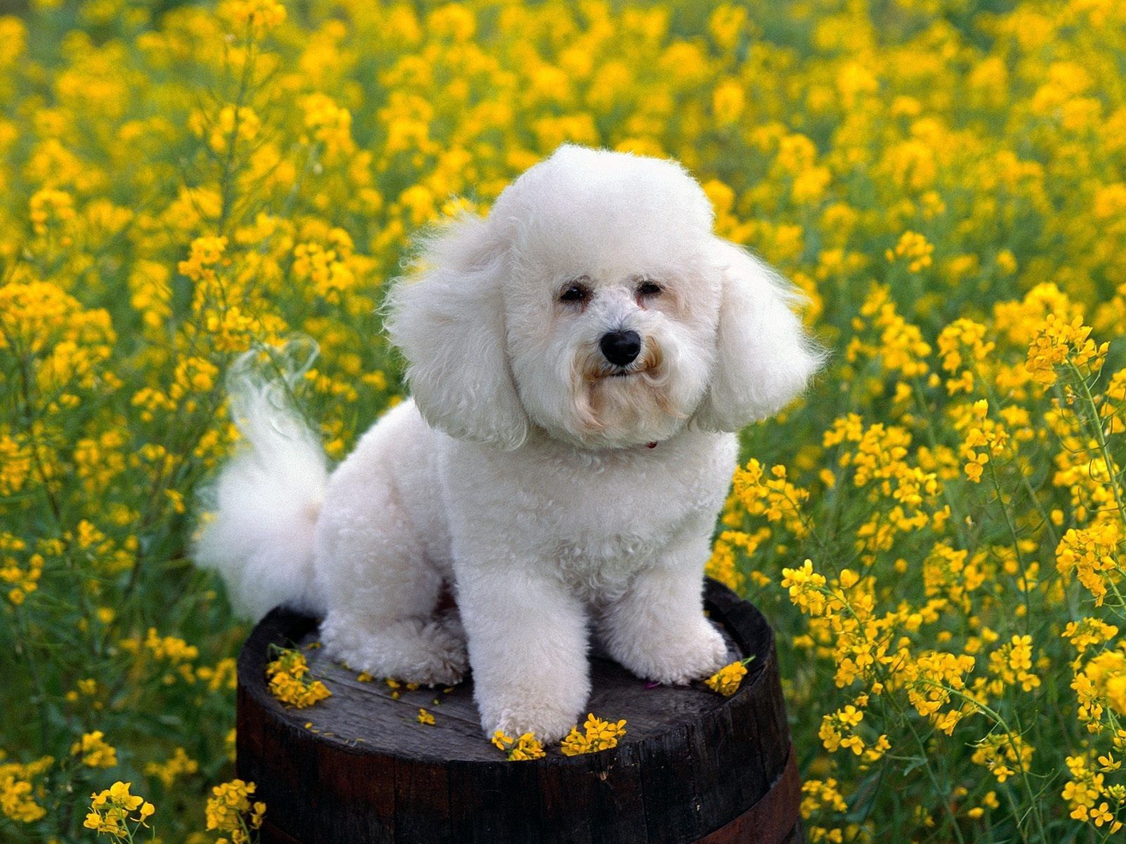 Download mobile wallpaper Poodle, Dog, Grass, Flowers, Animals for free.