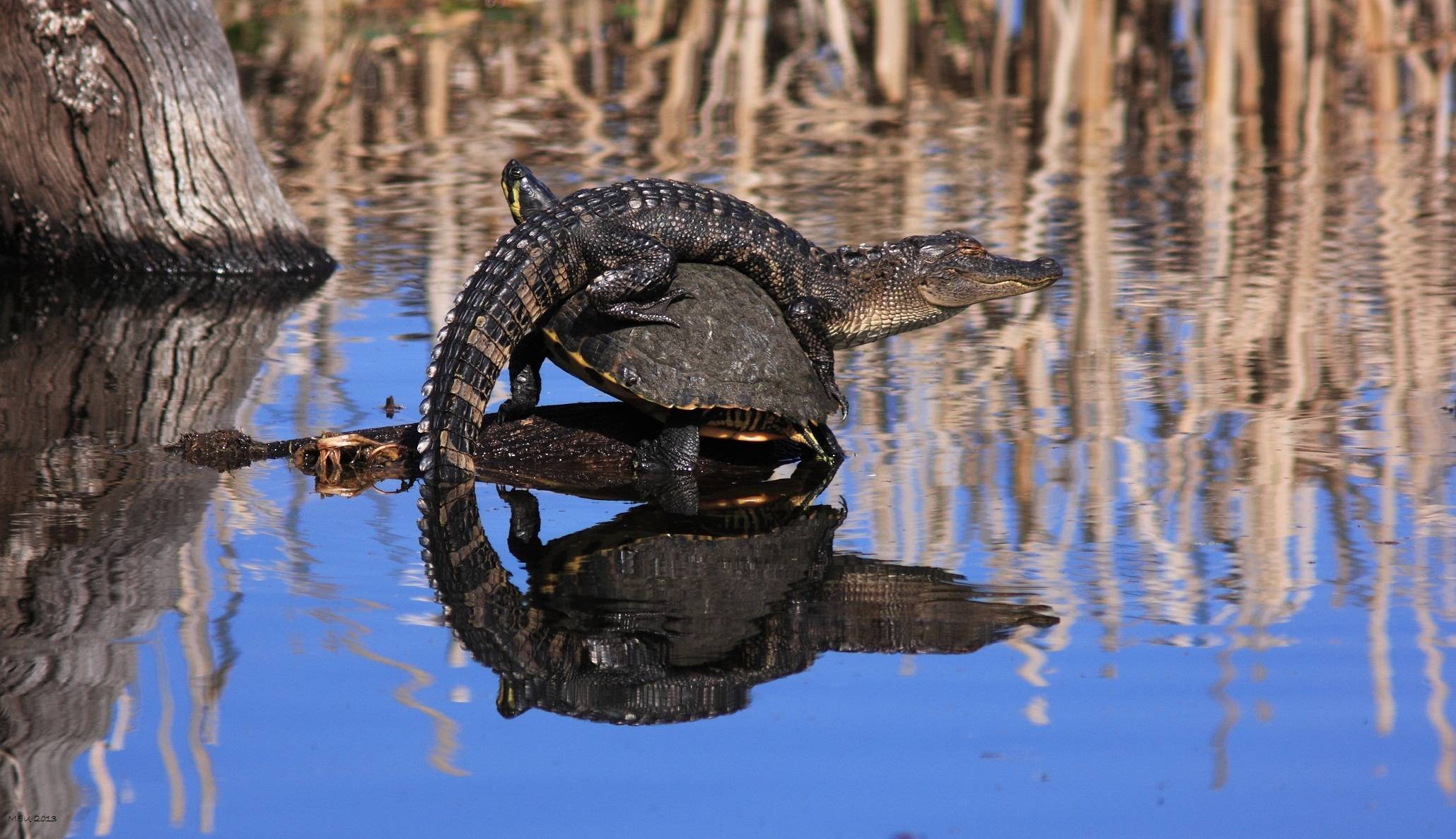 animal, alligator, lake